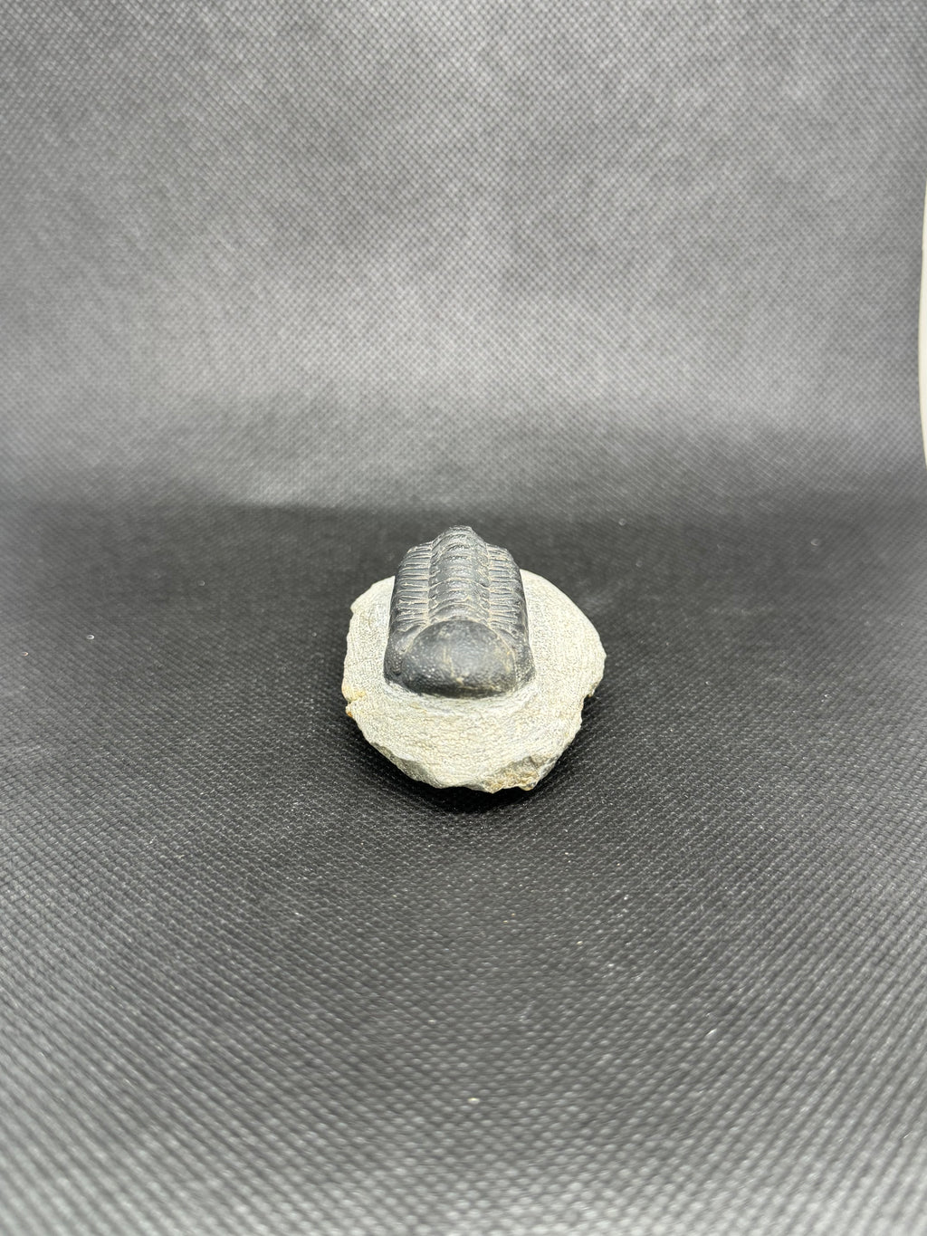 Trilobite