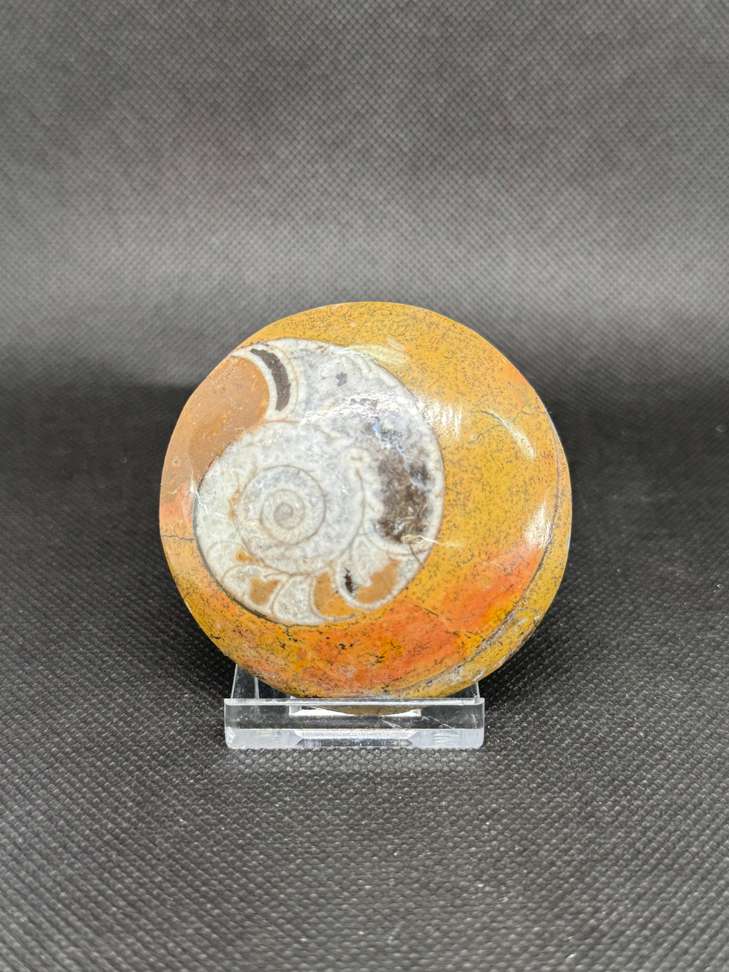 Ammonite