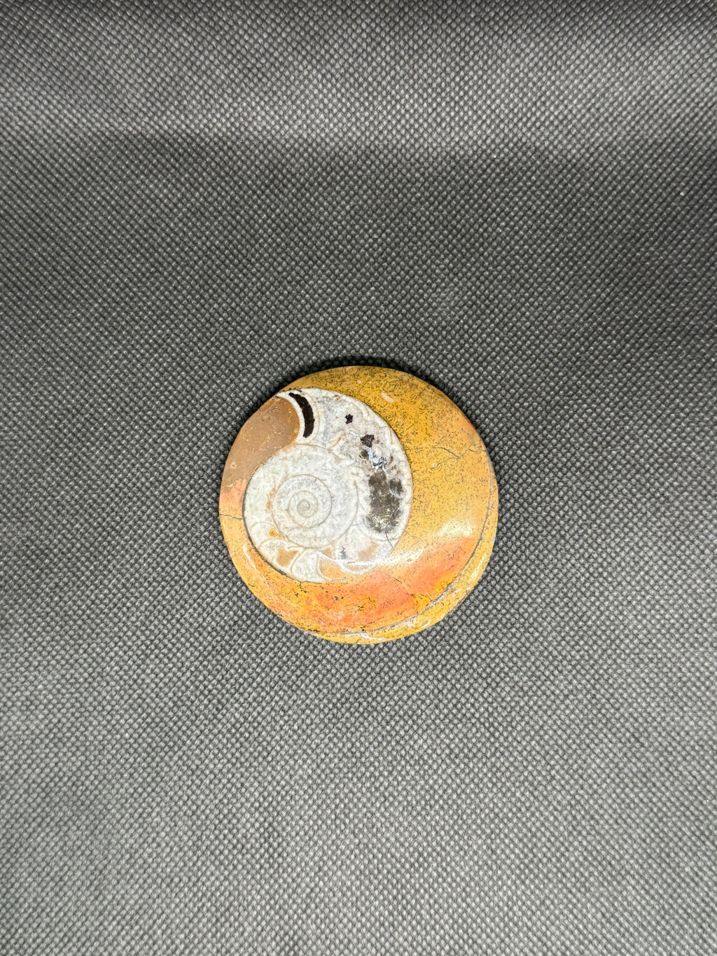 Ammonite