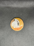 Ammonite