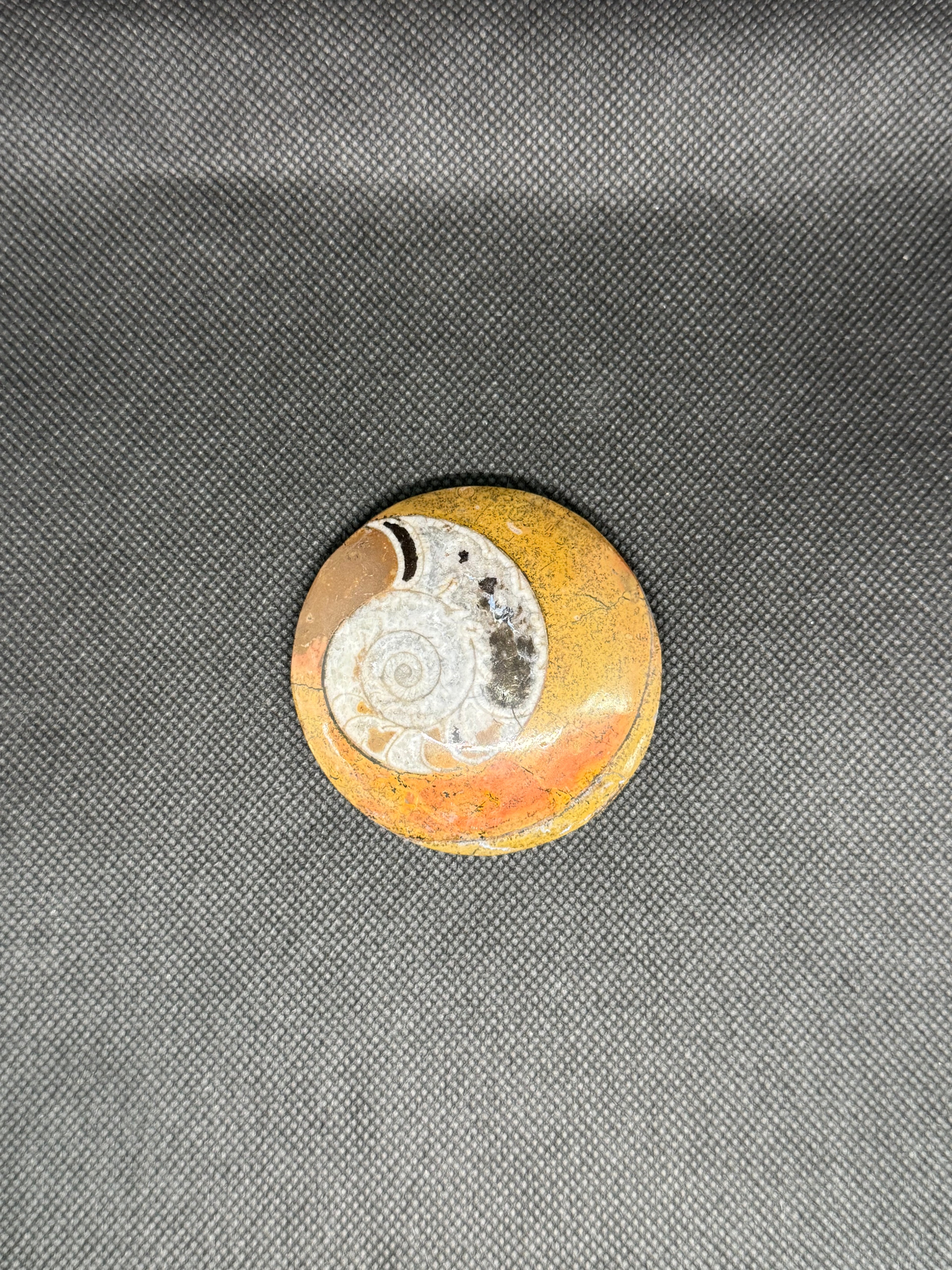 Ammonite