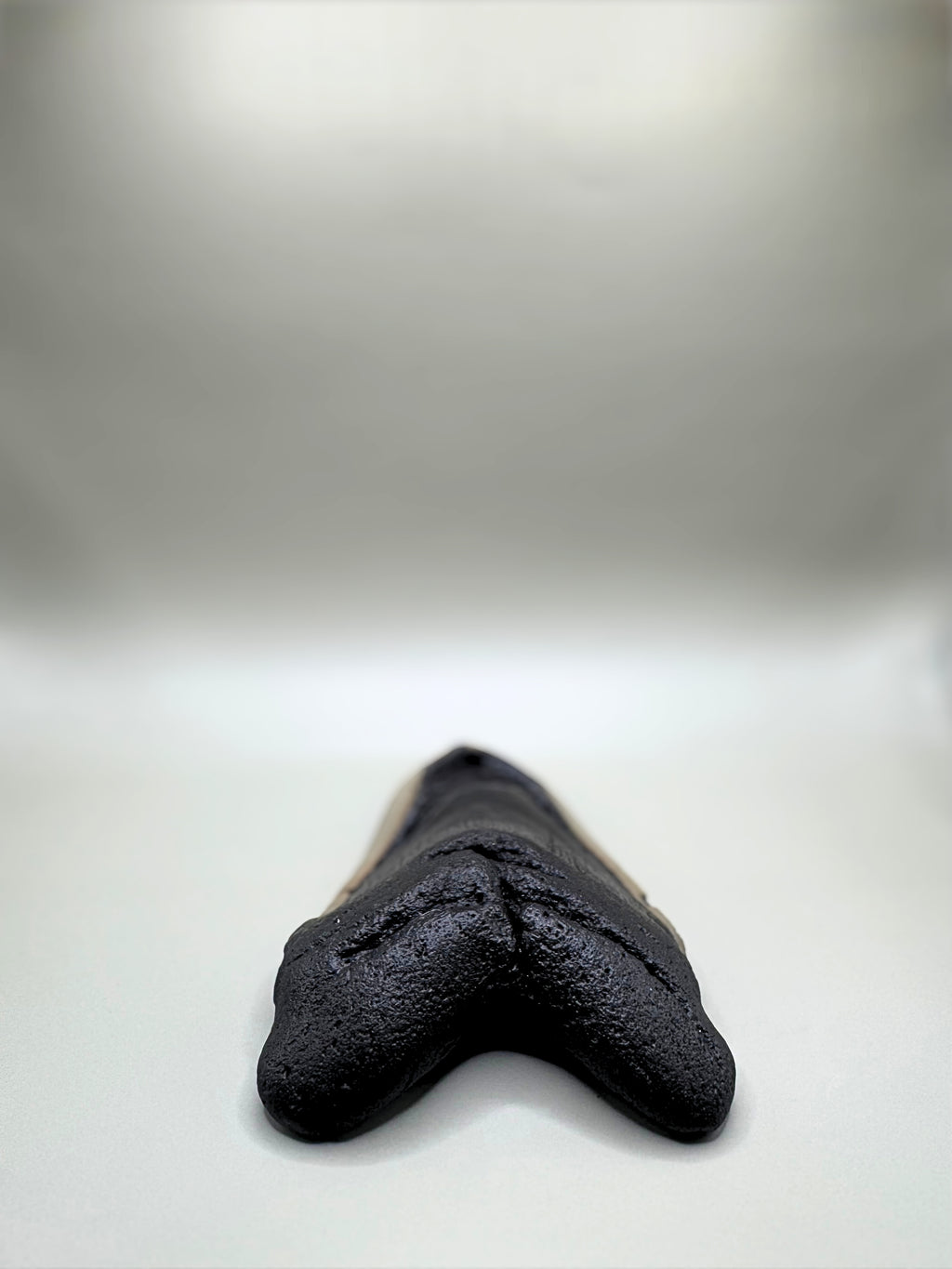 MEGALODON TOOTH