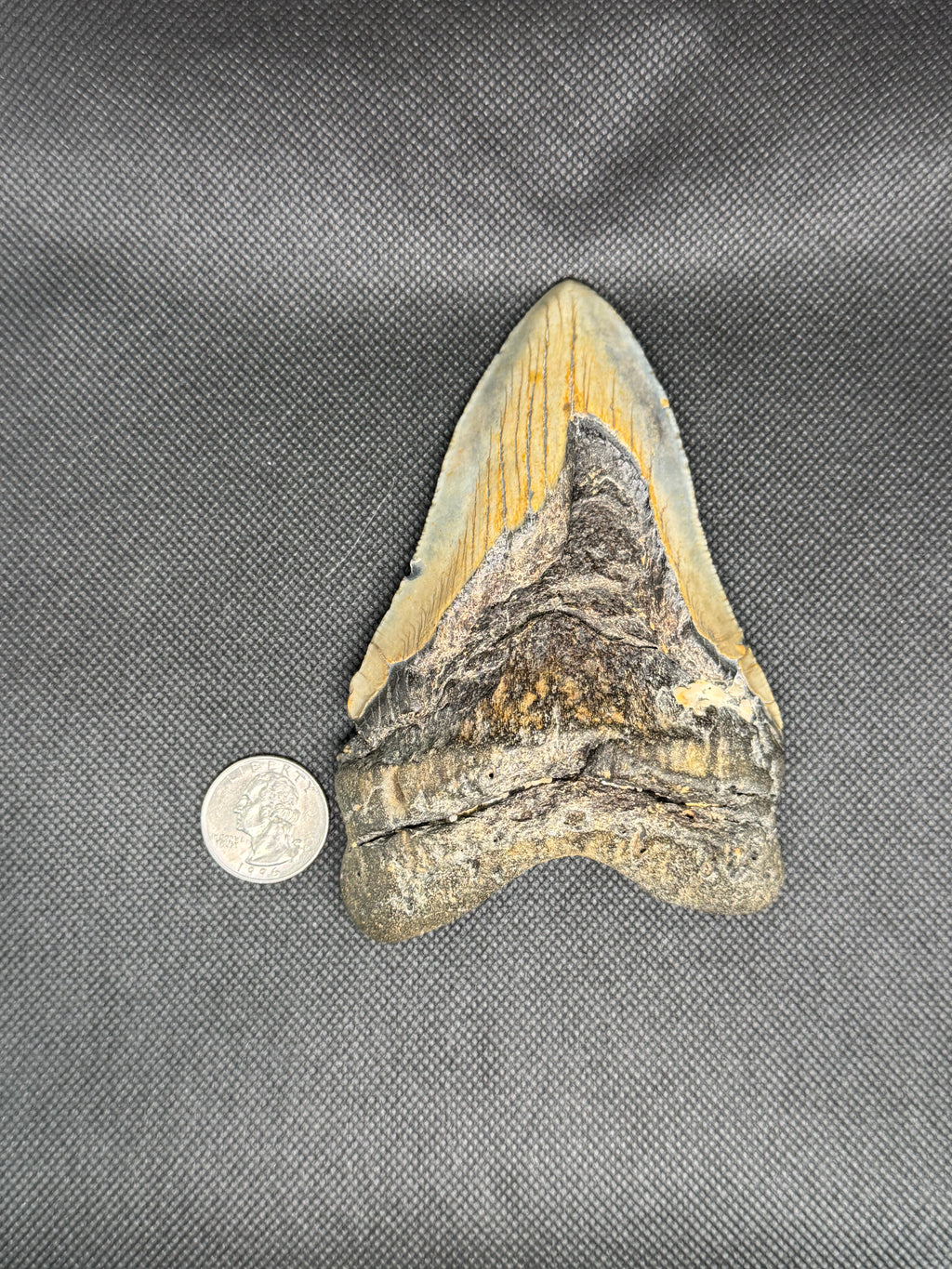 Megalodon