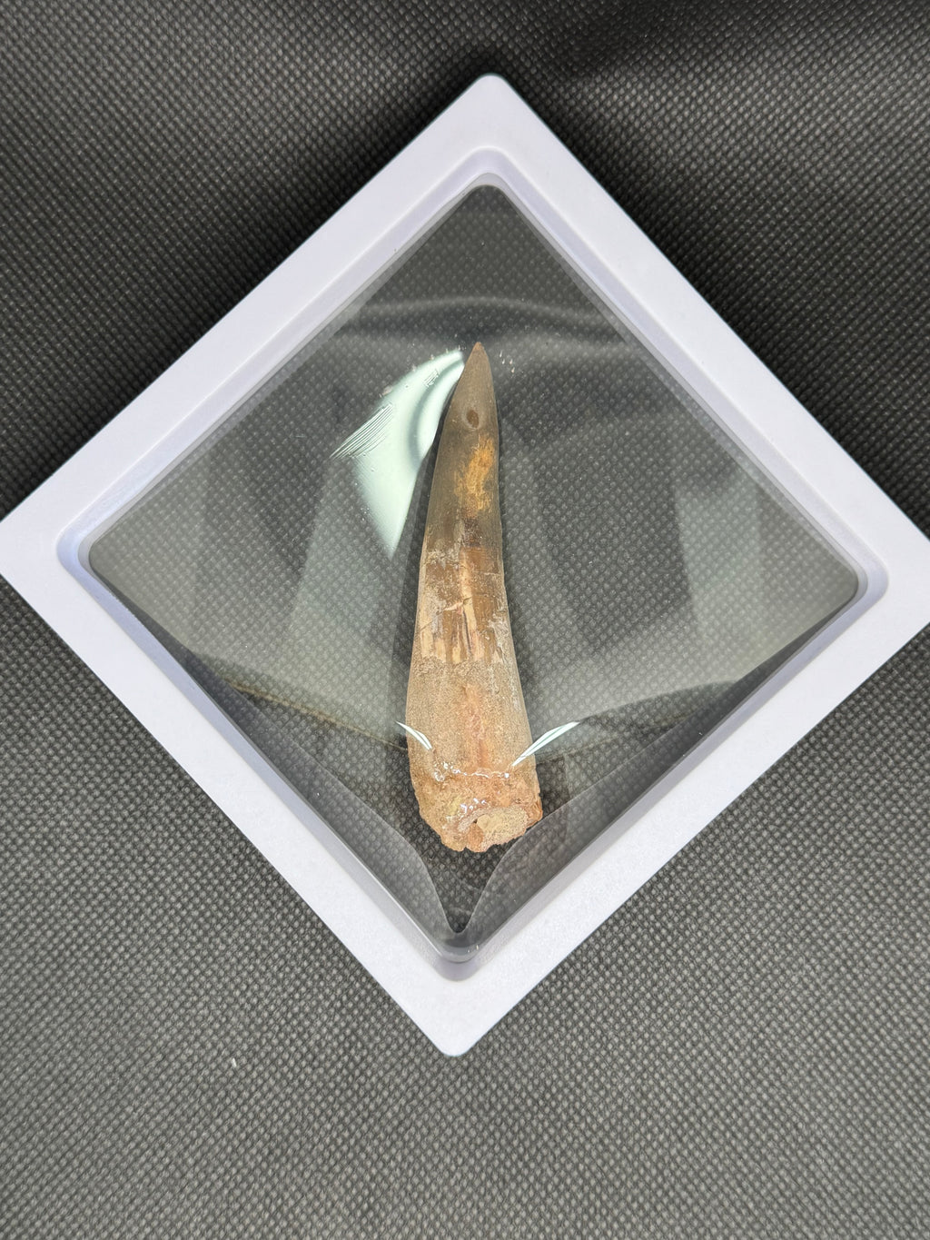 Spinosaurus Maroccanus