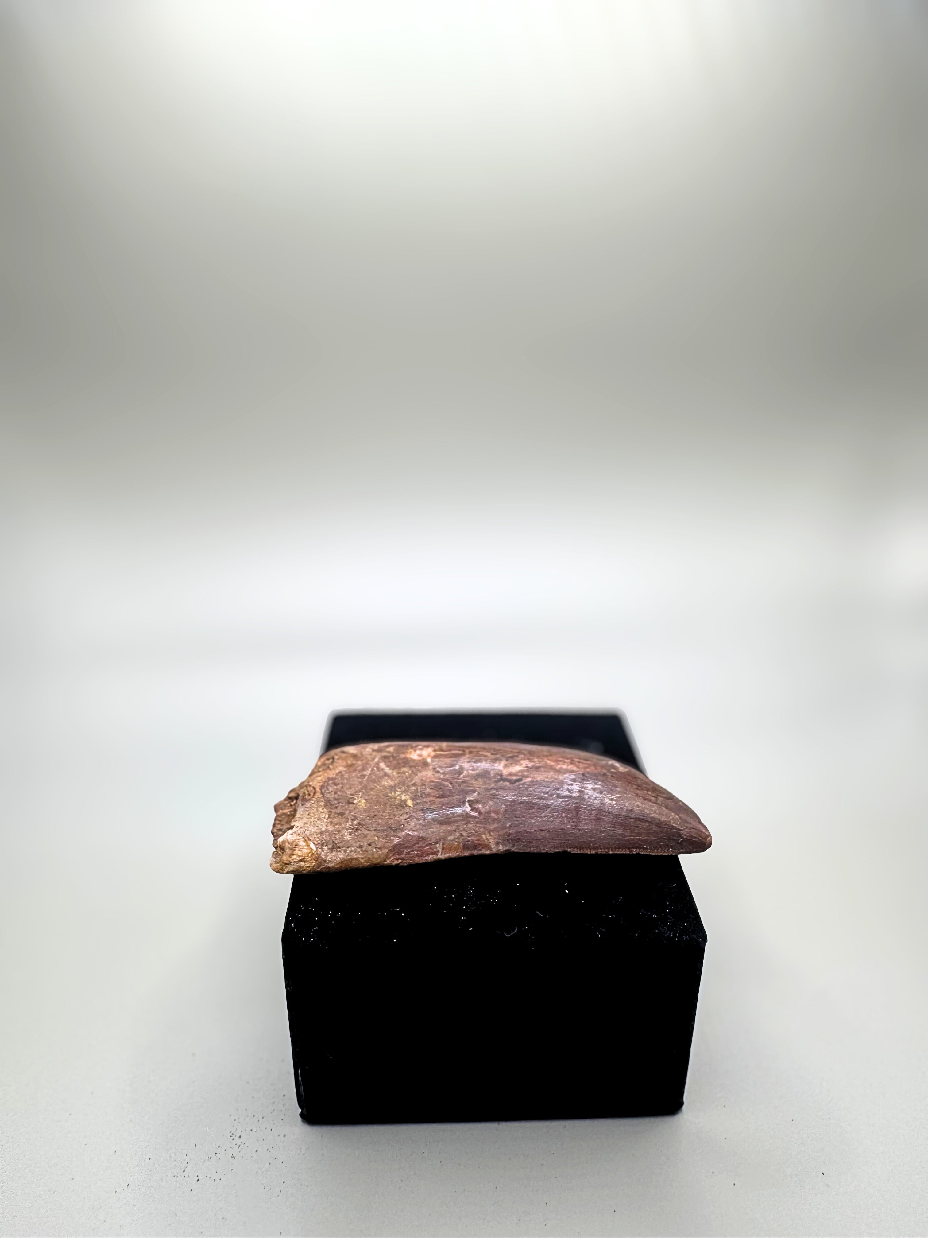 CARCHARODONTOSAURUS SAHARICUS (AFRICAN T. REX)