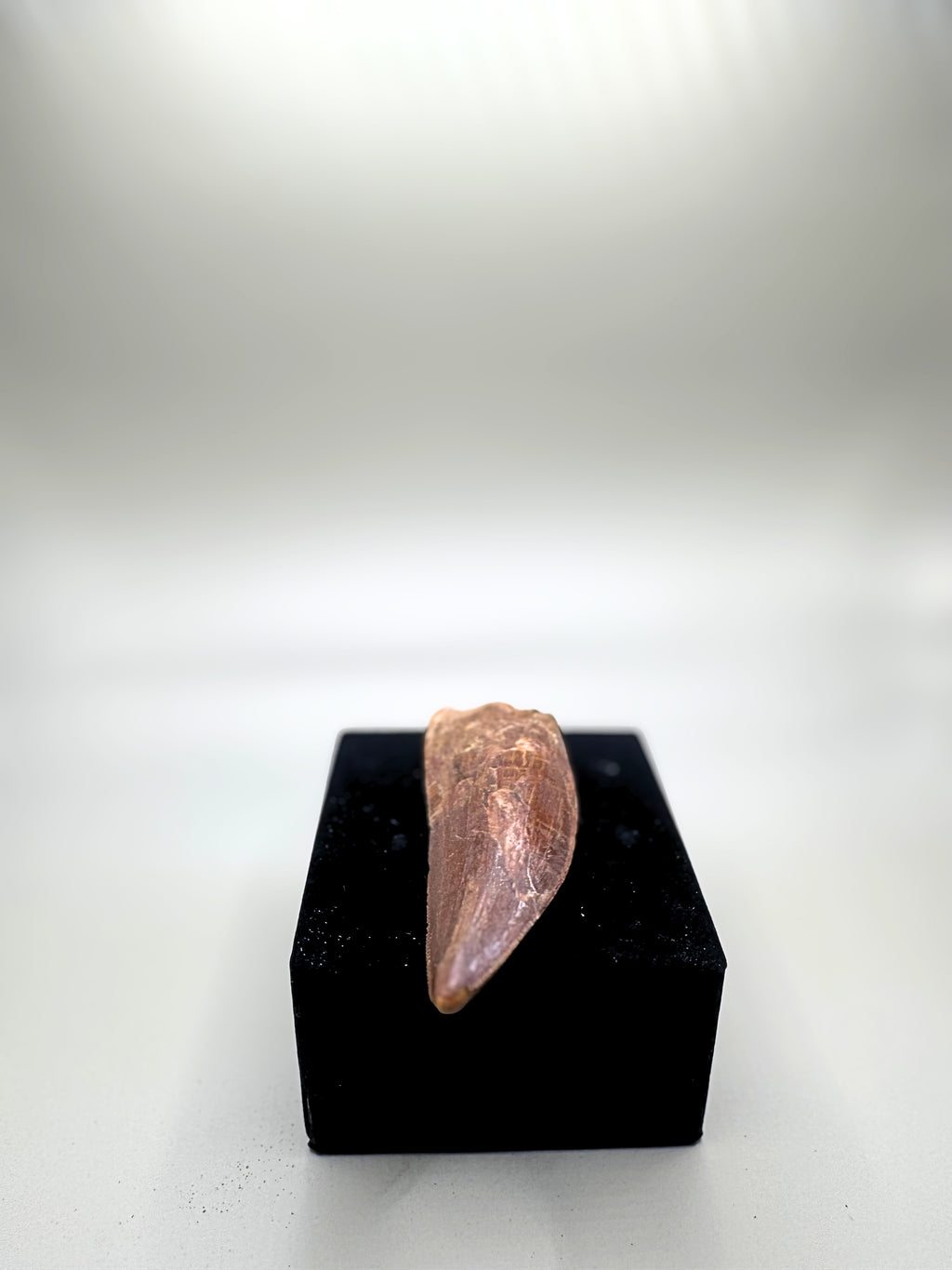 CARCHARODONTOSAURUS SAHARICUS (AFRICAN T. REX)