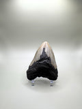 MEGALODON TOOTH