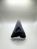 MEGALODON TOOTH