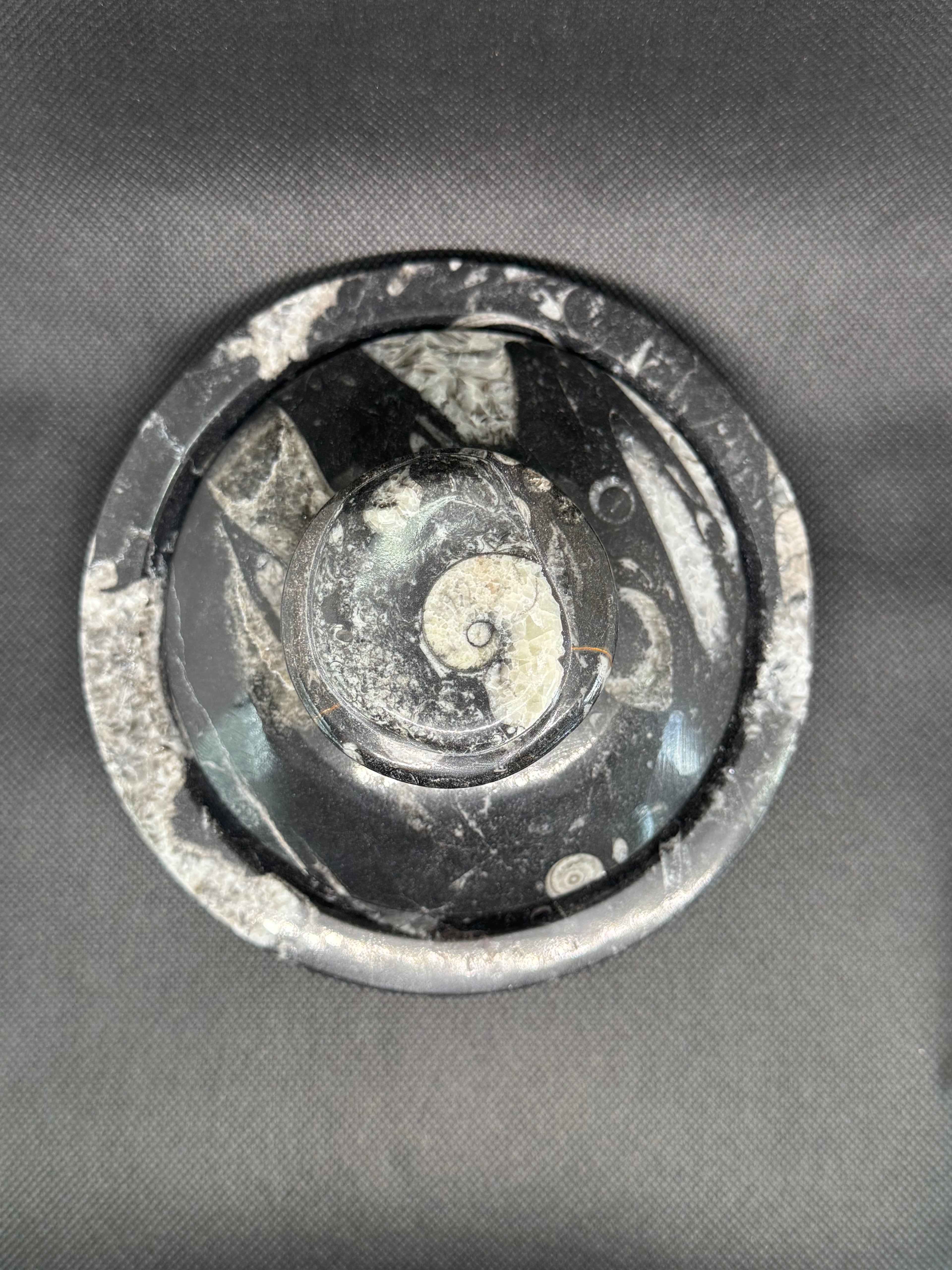 Fossil Box