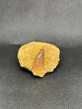 Reptile Mosasaur Tooth