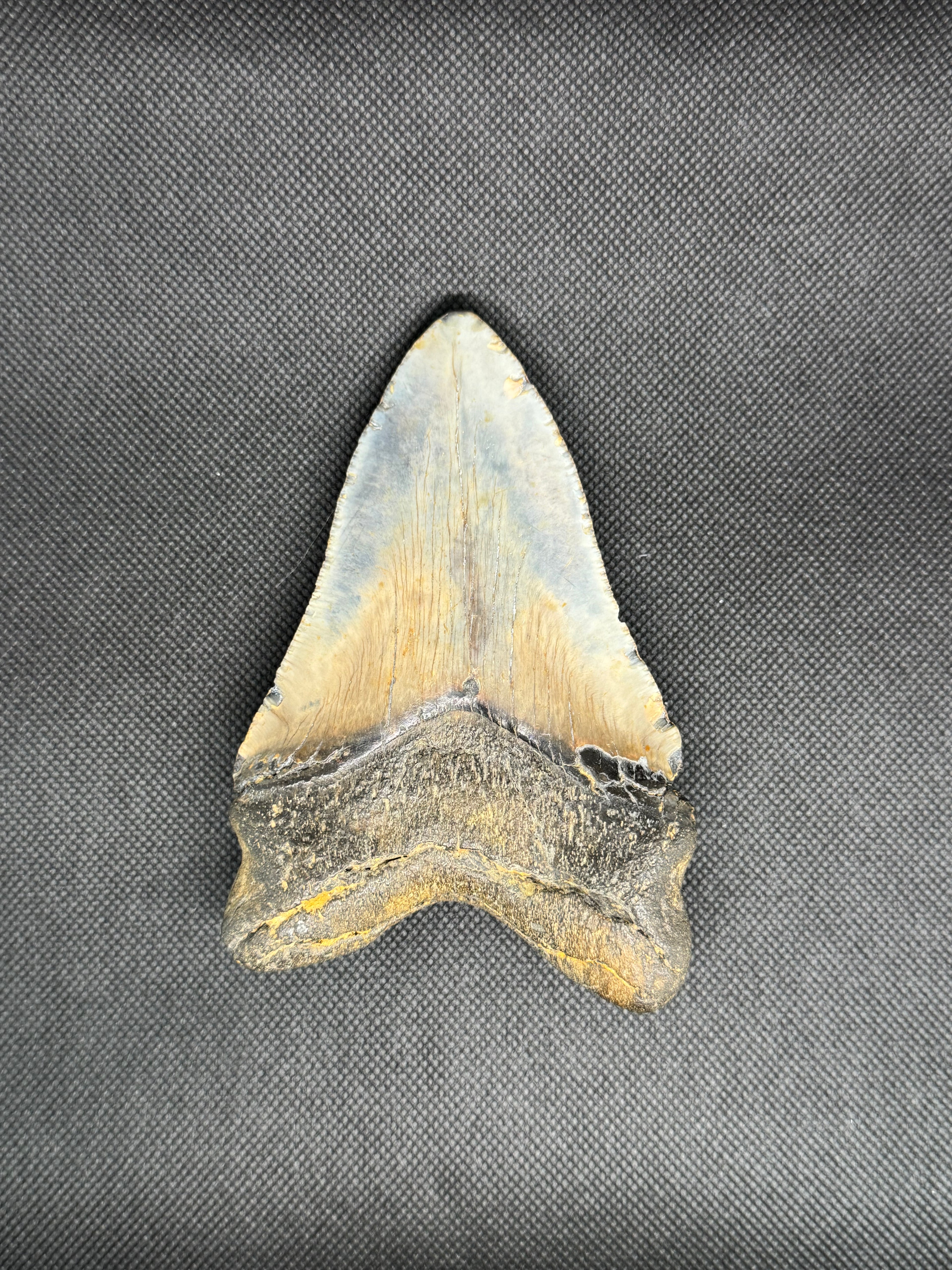Megalodon