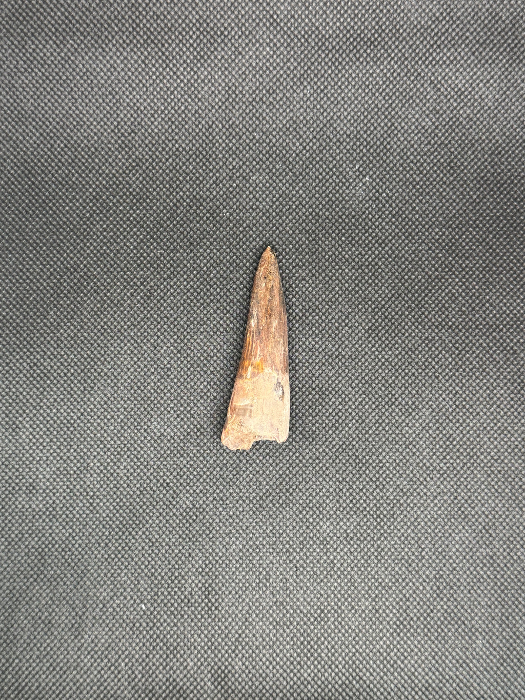 Spinosaurus Maroccanus