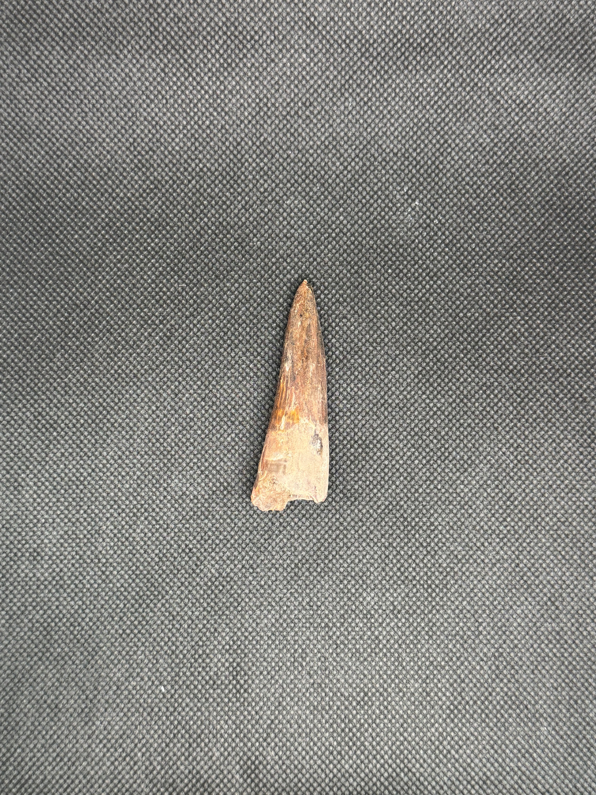 Spinosaurus Maroccanus