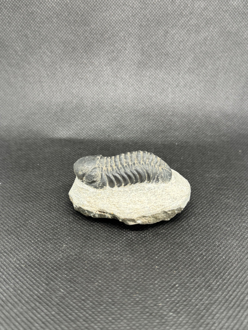Trilobite