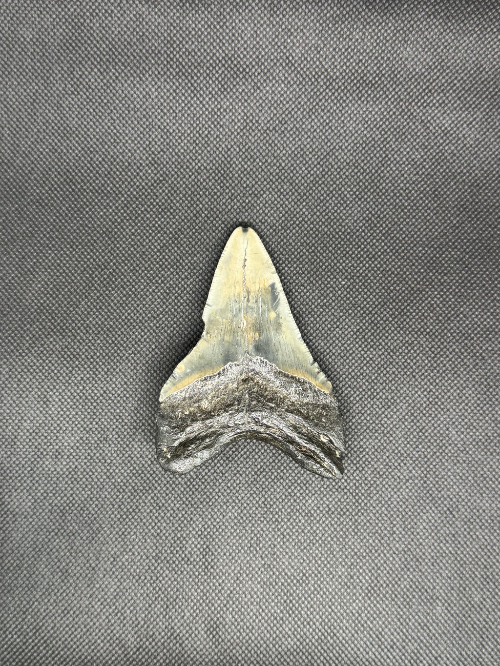Megalodon