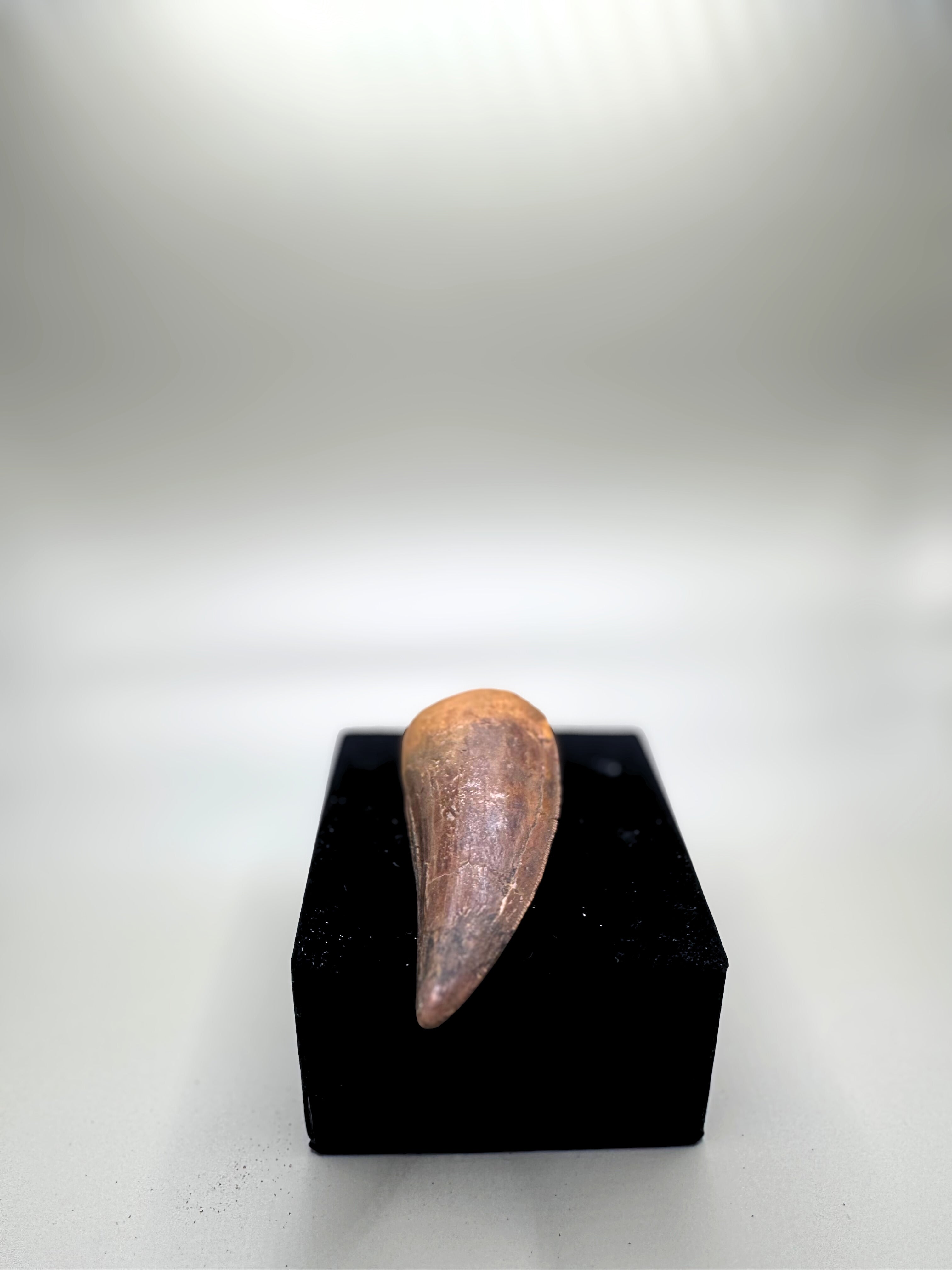 CARCHARODONTOSAURUS SAHARICUS (AFRICAN T. REX)