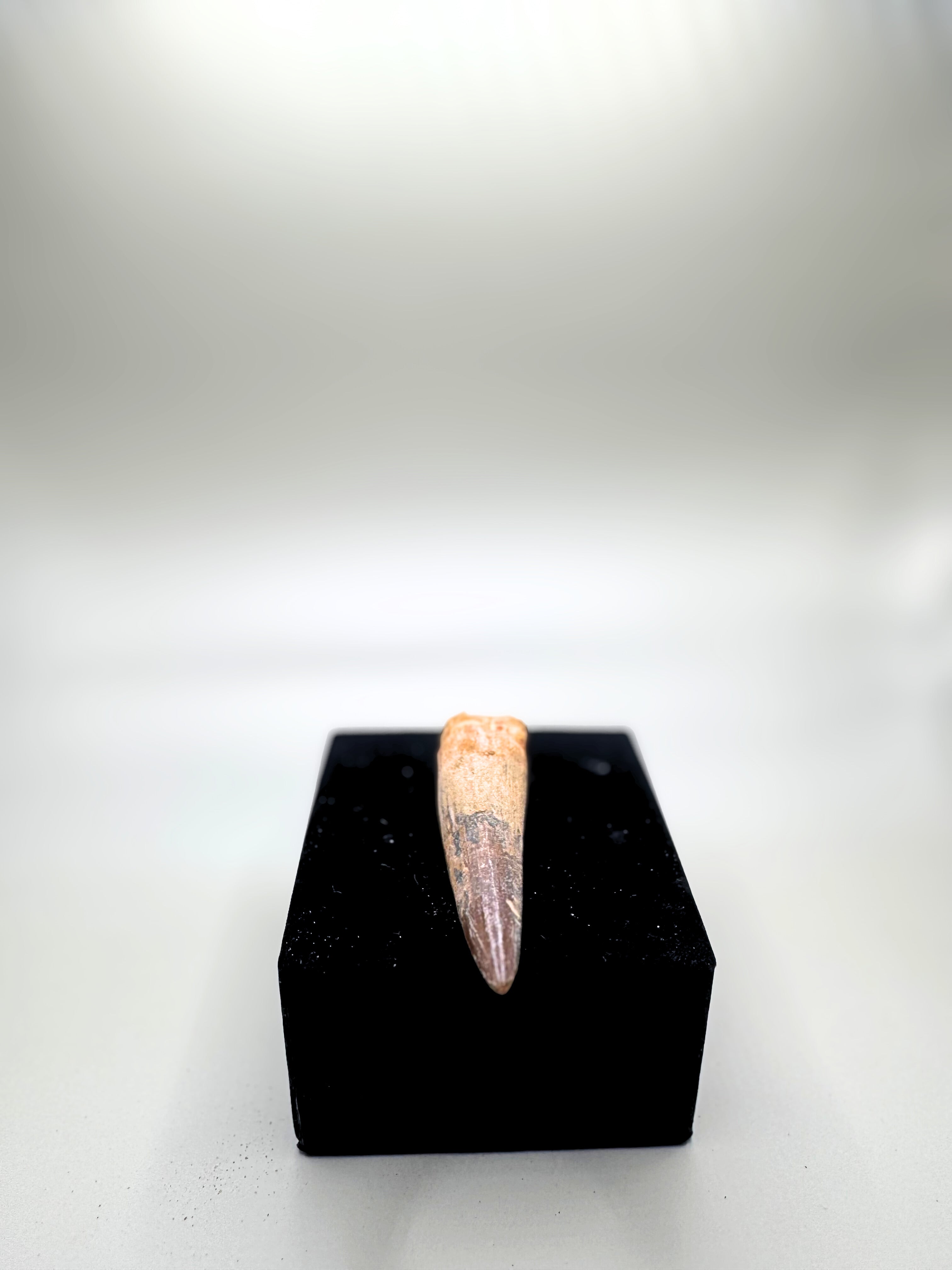 SPINOSAURUS TEETH