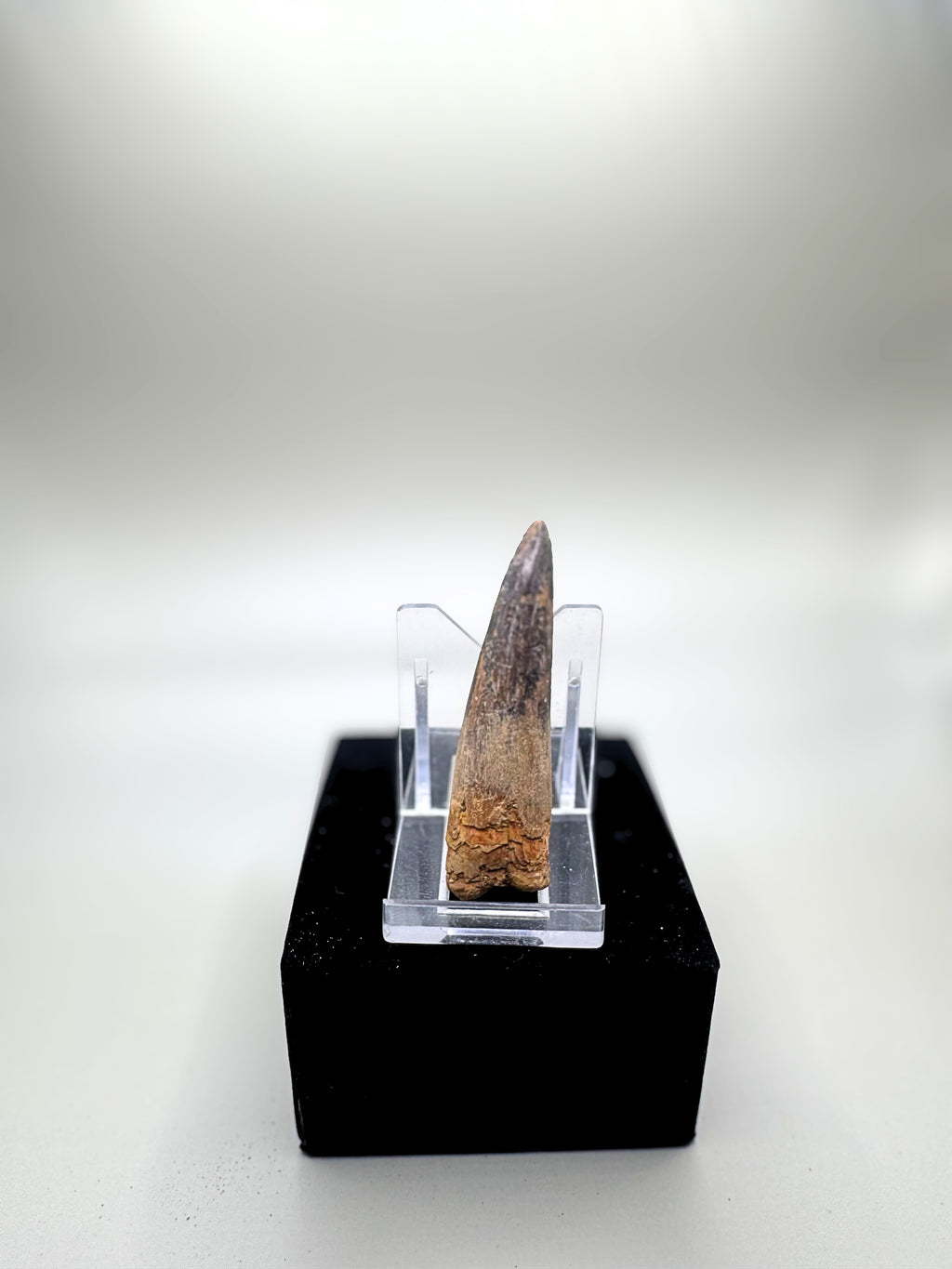 SPINOSAURUS TEETH