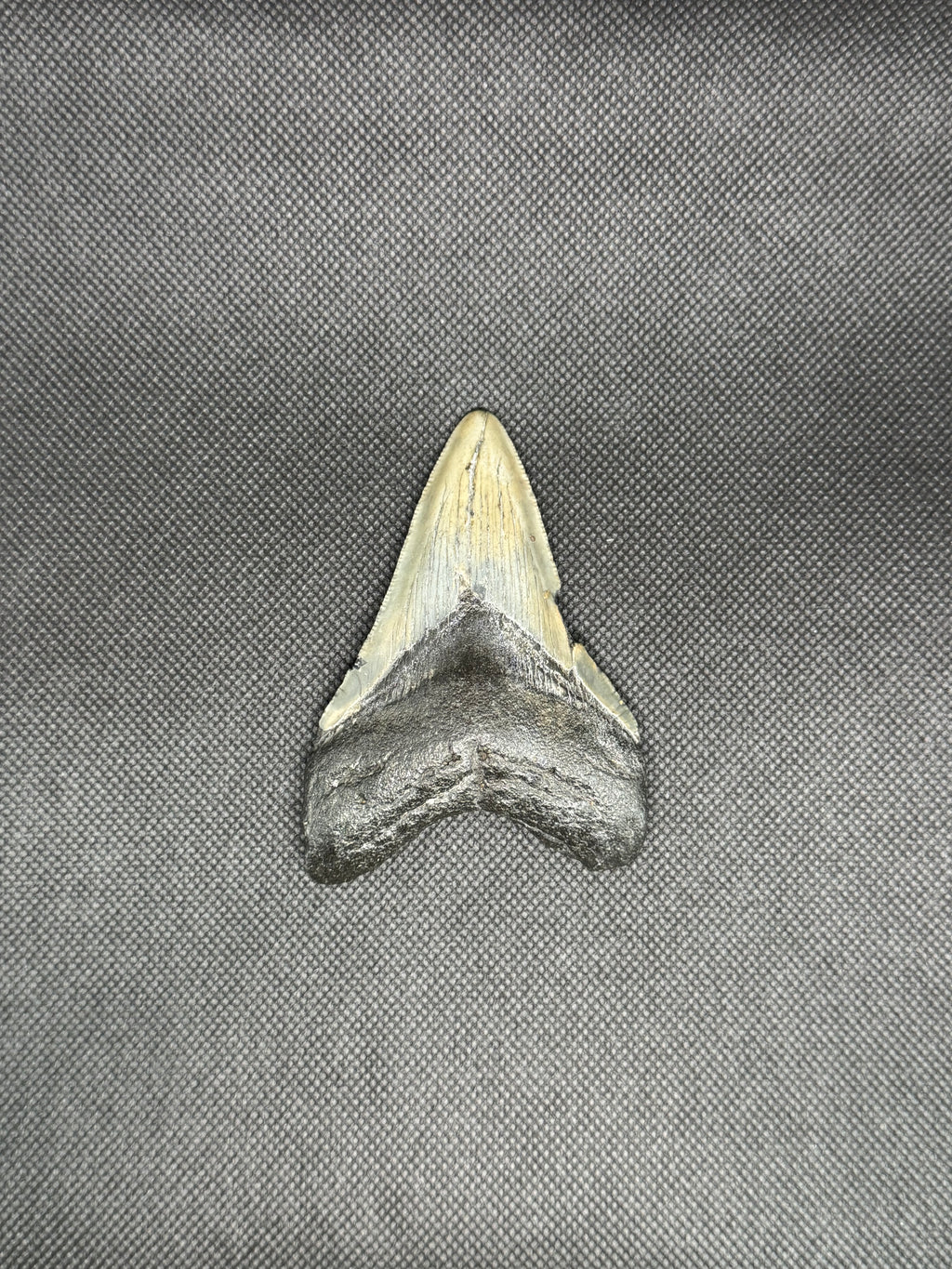 Megalodon