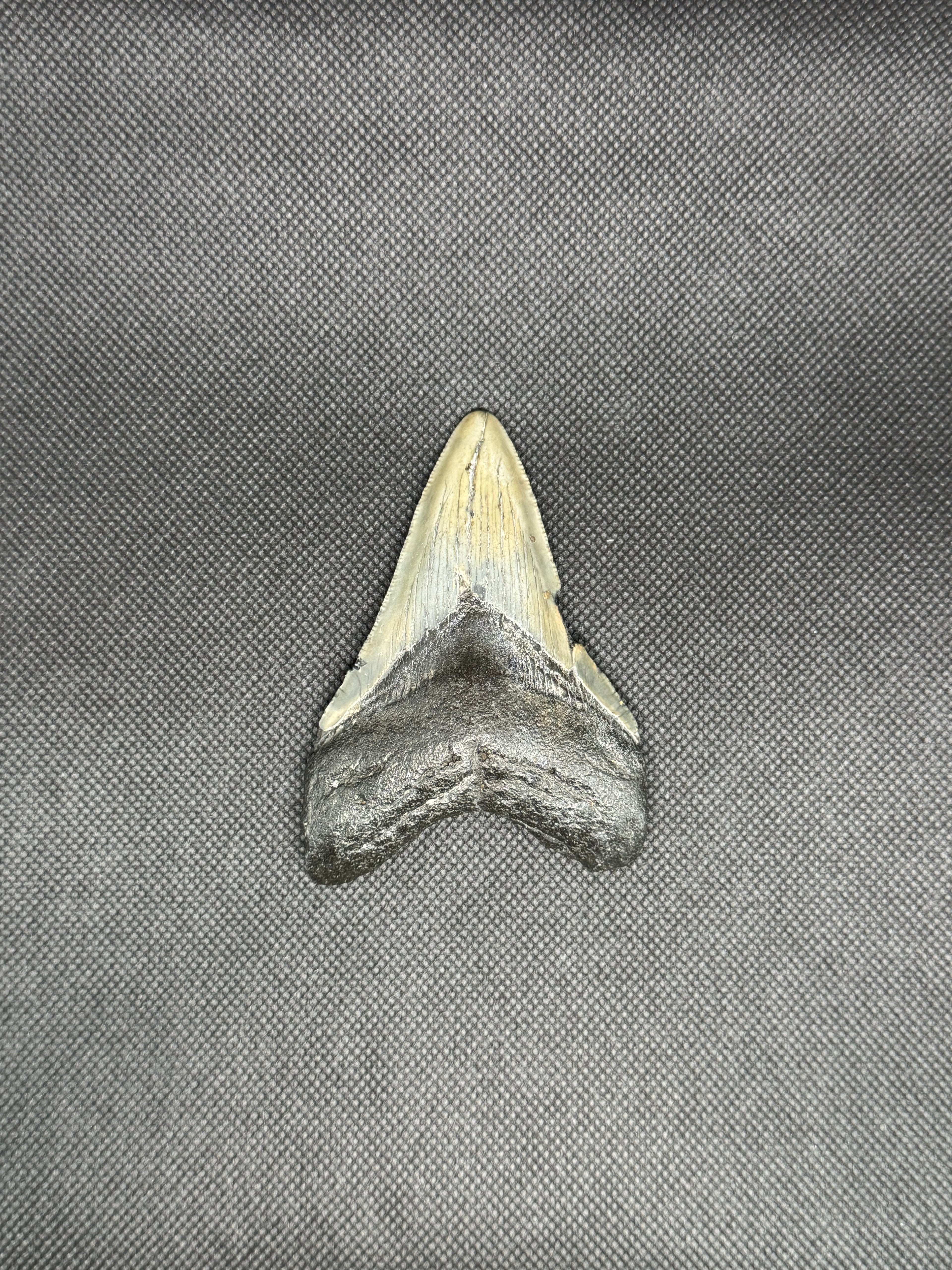 Megalodon