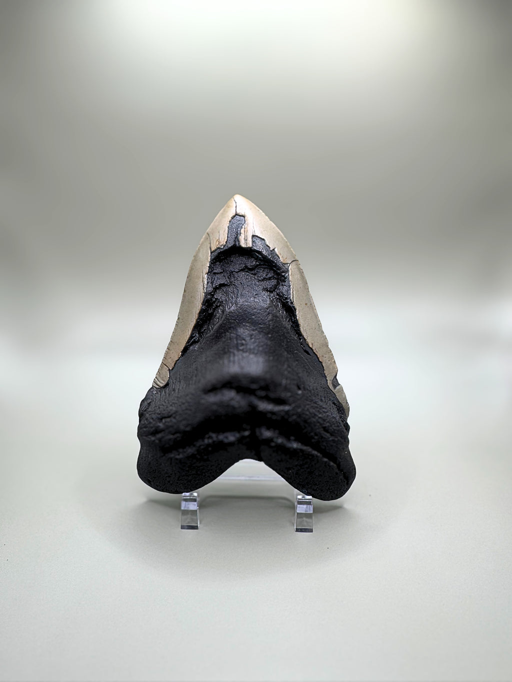 MEGALODON TOOTH
