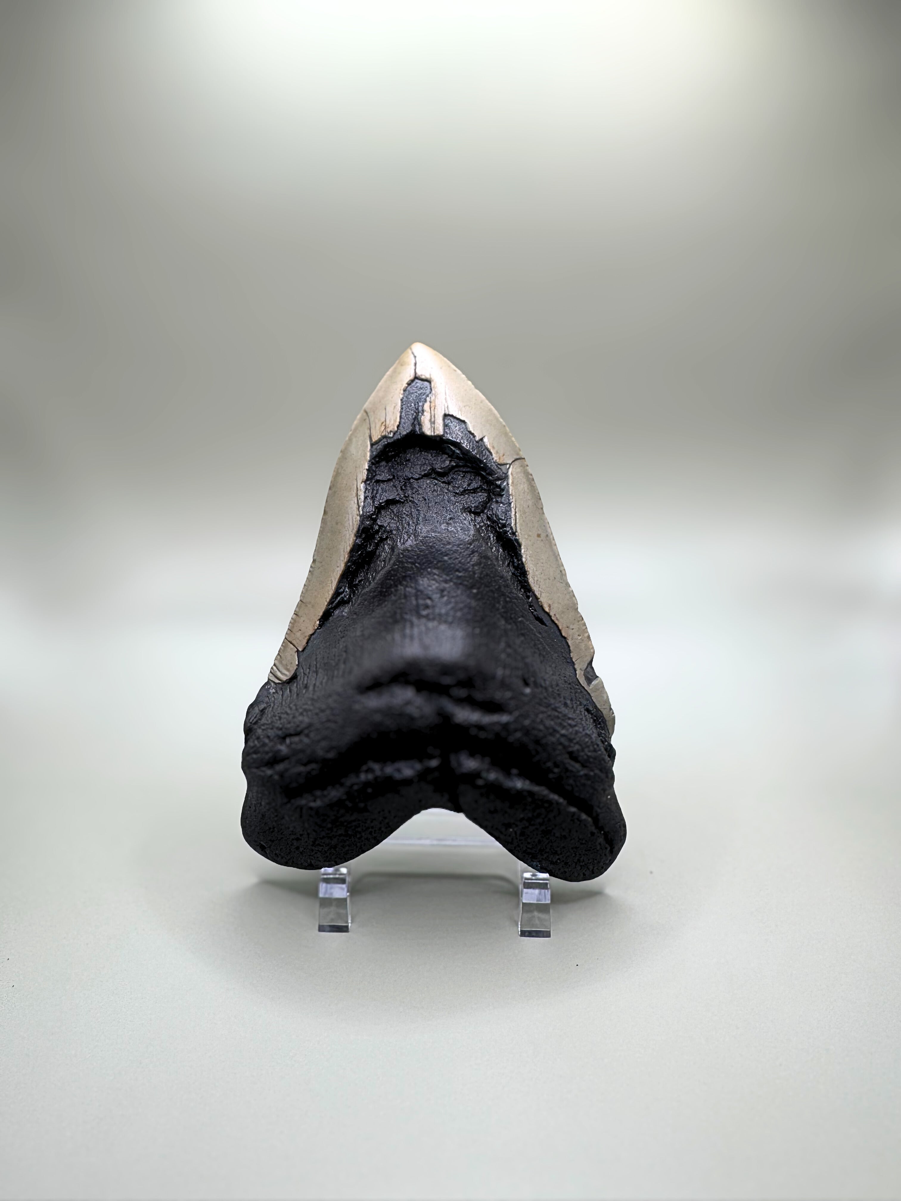 MEGALODON TOOTH