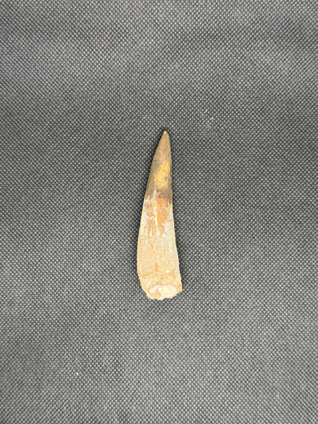 Spinosaurus Maroccanus