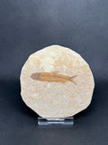 Fish Fossil