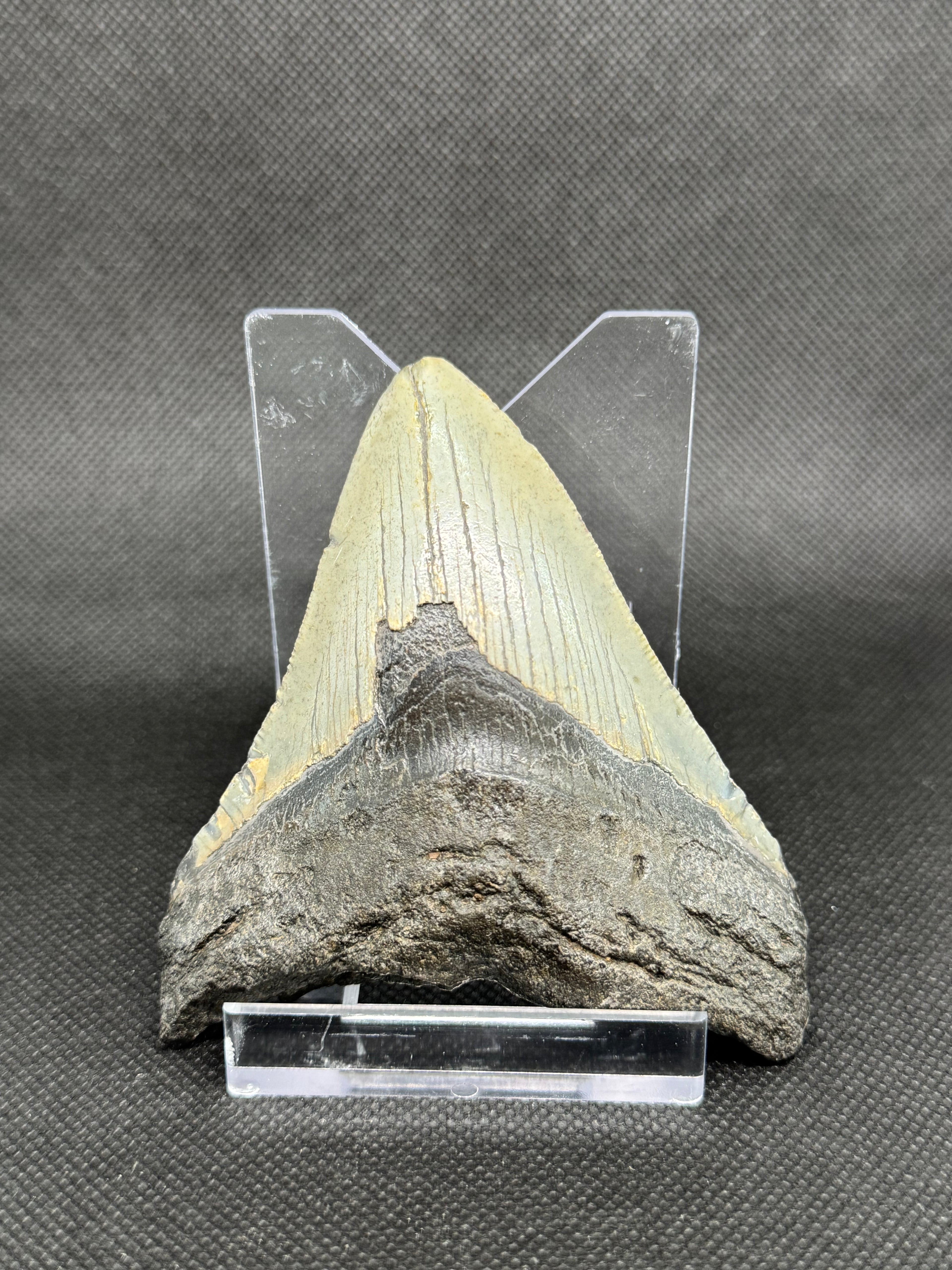 Megalodon