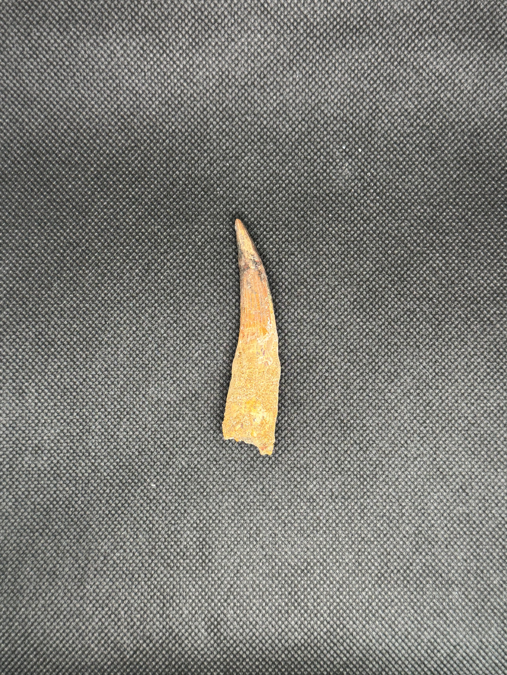 Spinosaurus Maroccanus