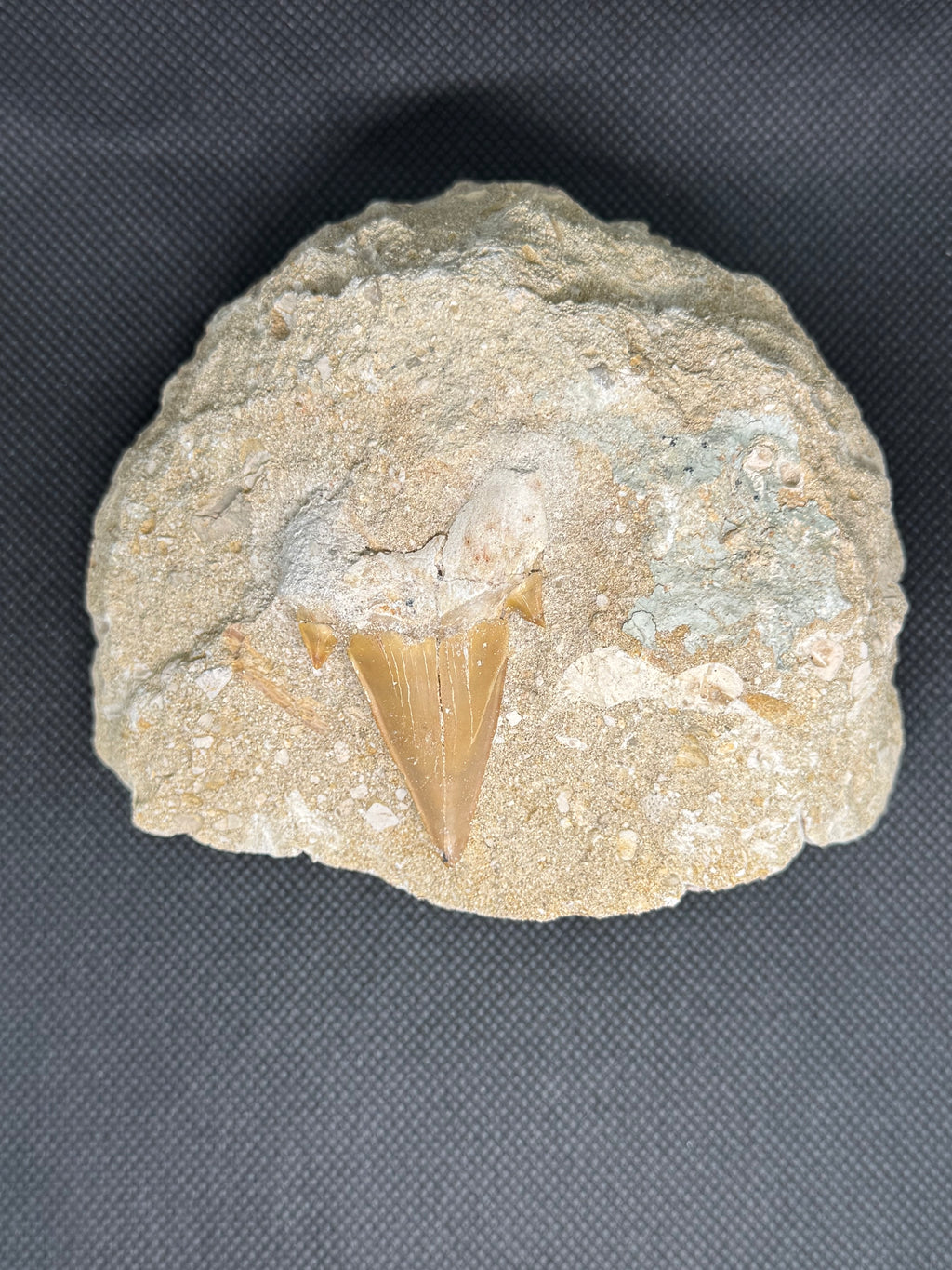 Shark Tooth