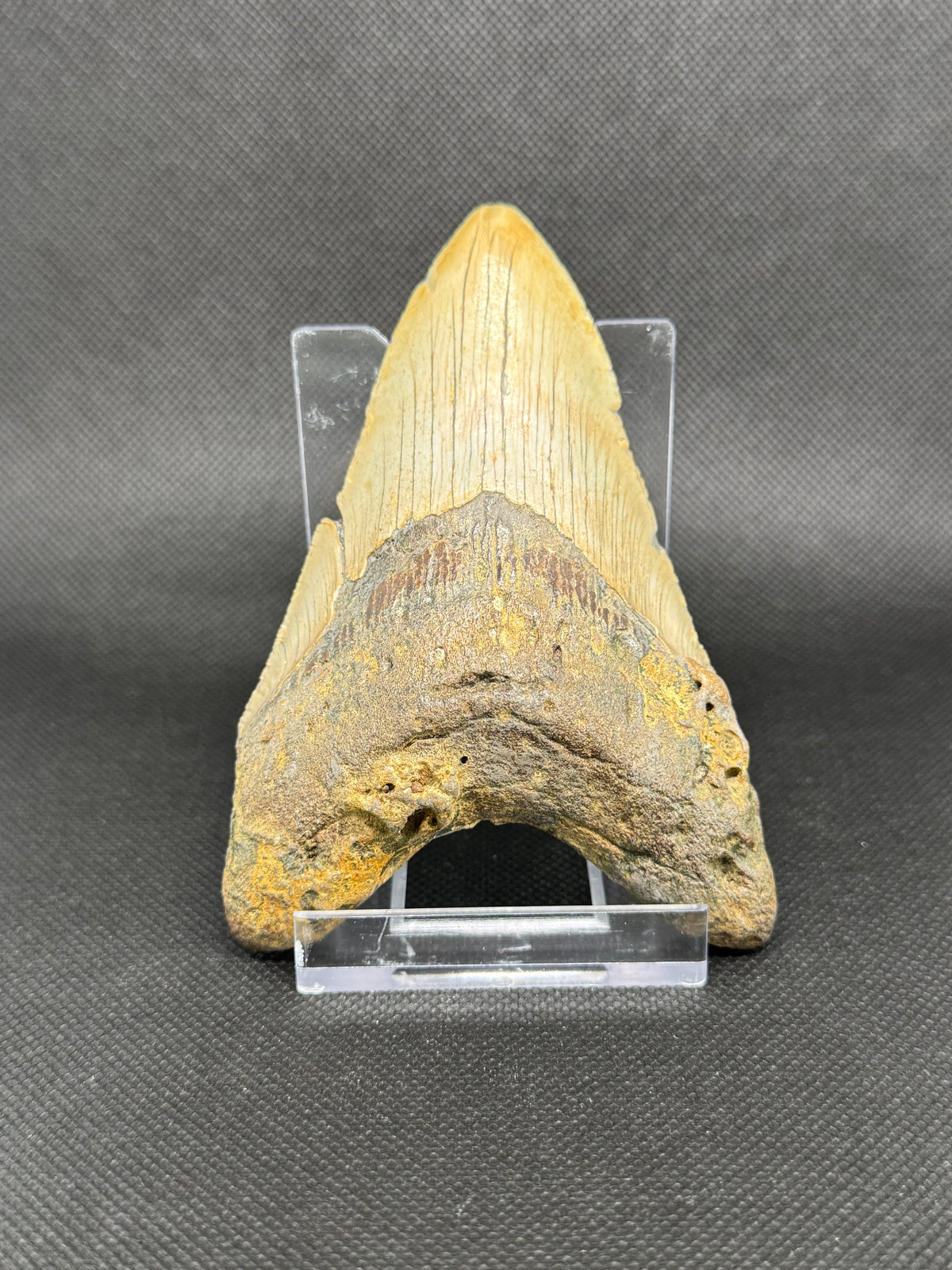 Megalodon