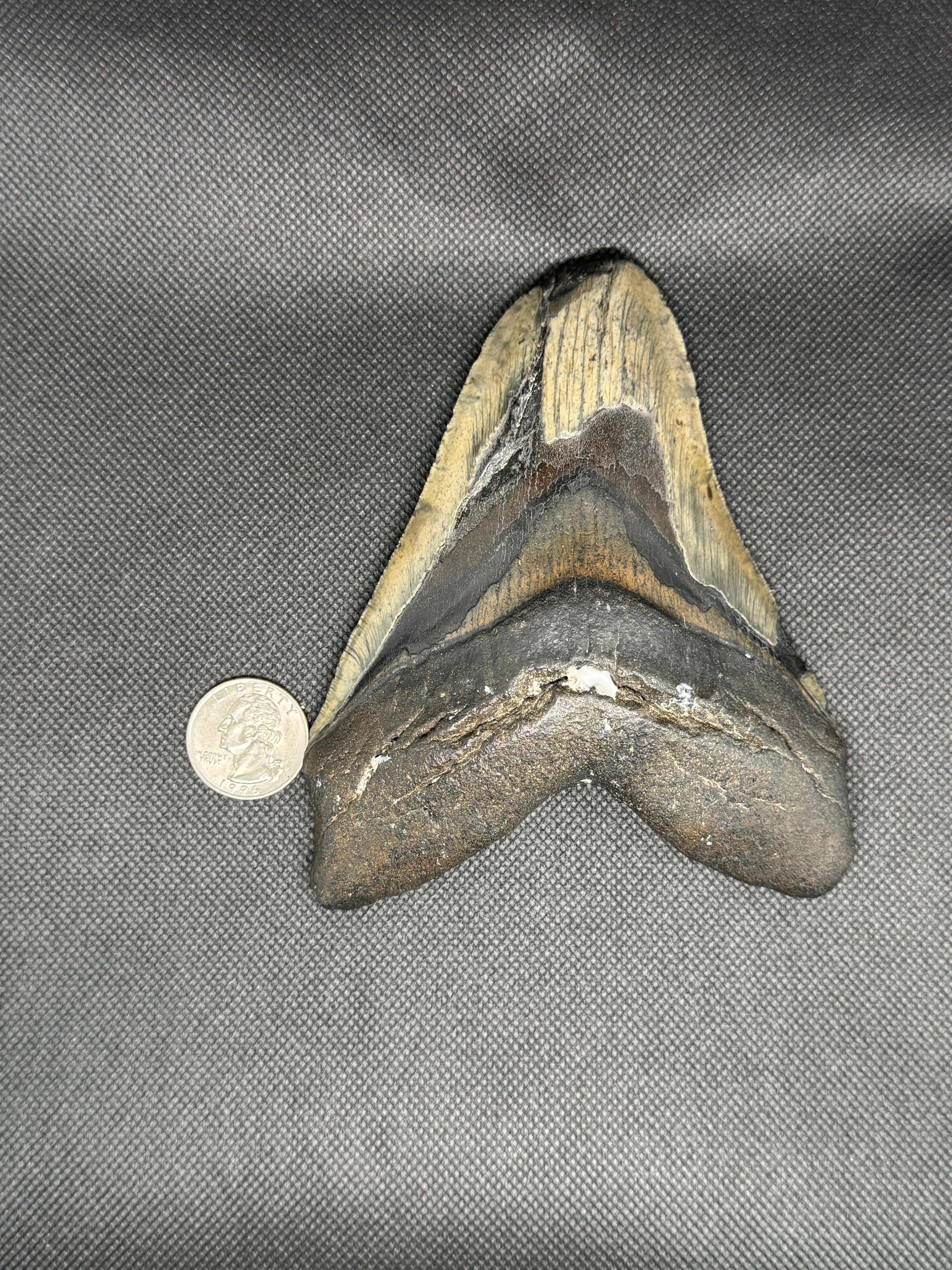 Megalodon