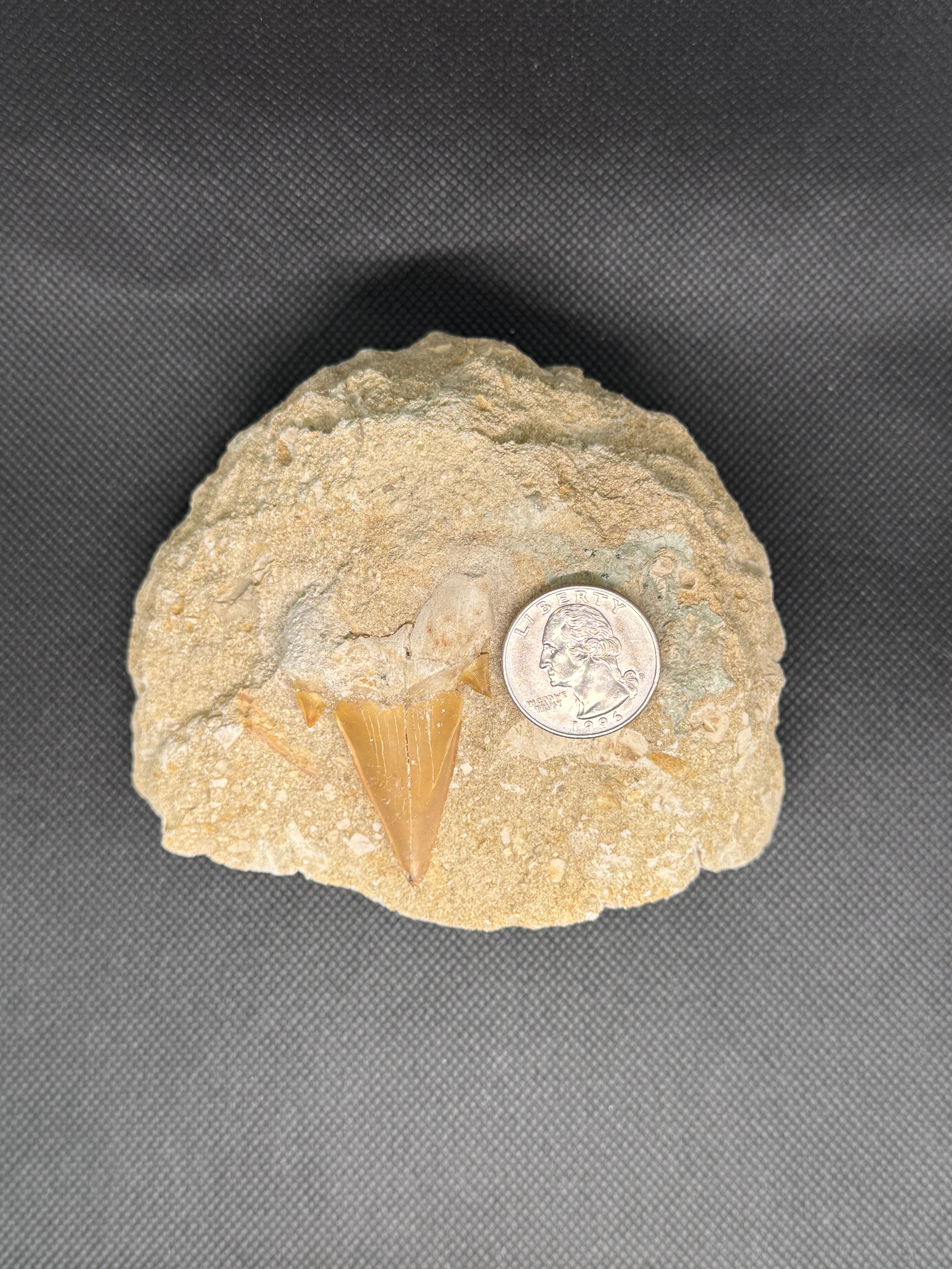 Shark Tooth