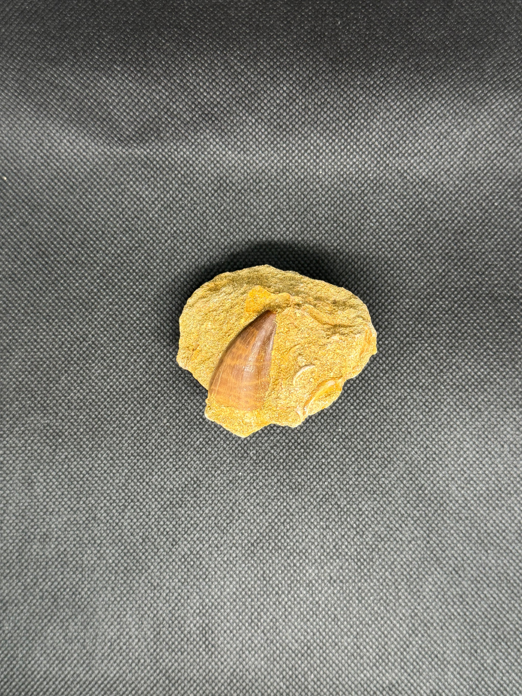 Reptile Mosasaur Tooth