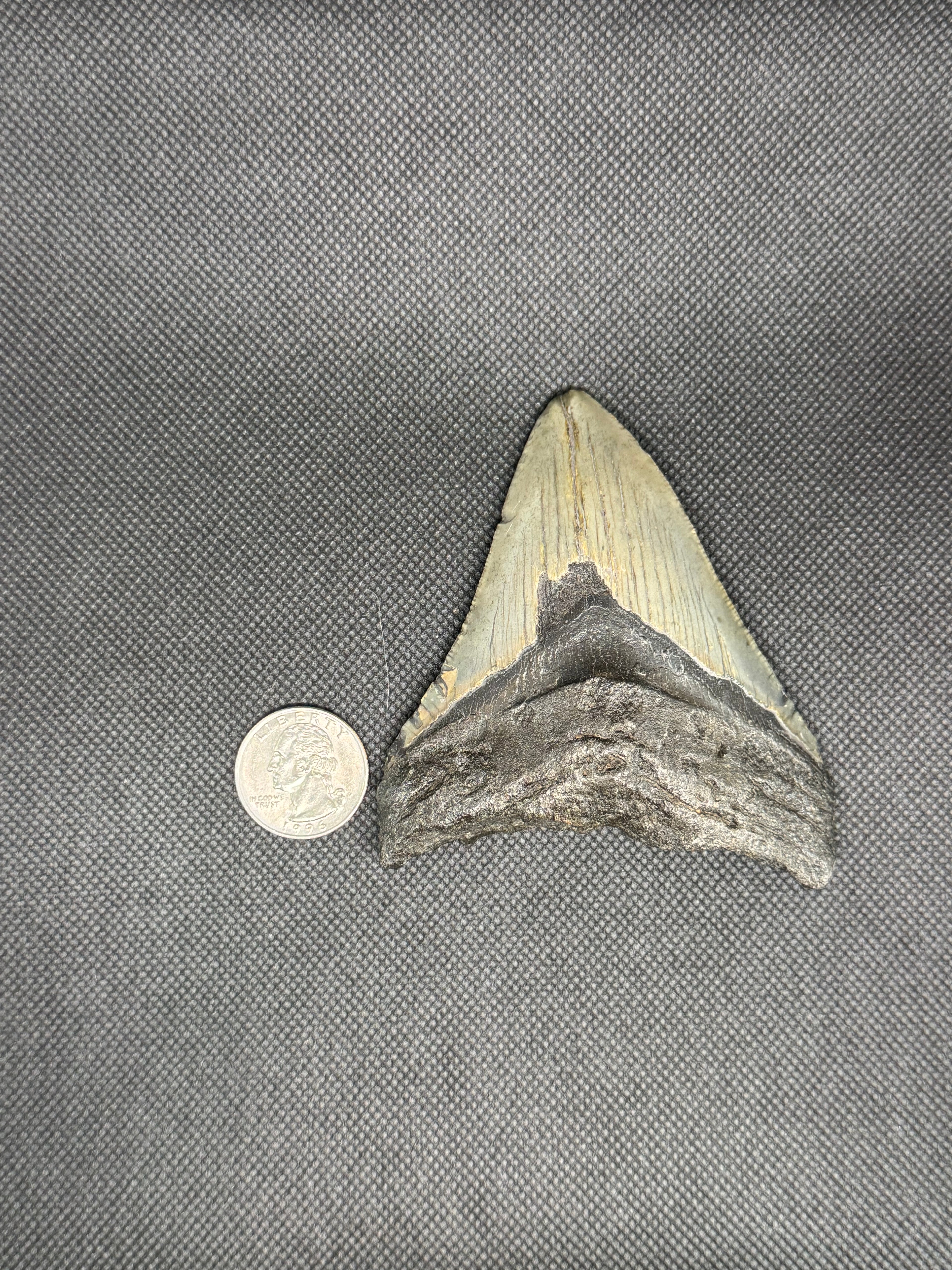 Megalodon