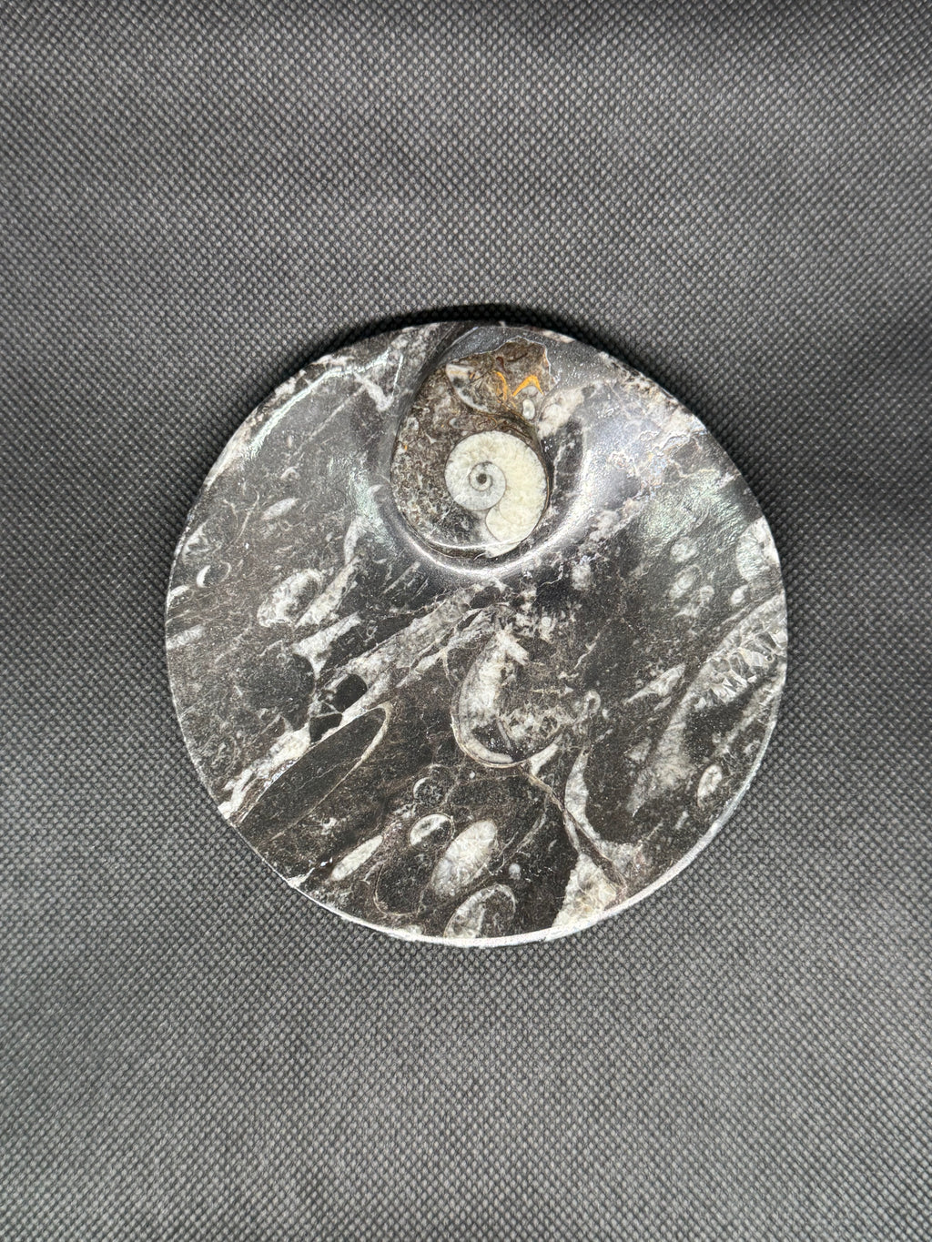 Fossil Plate