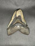 Megalodon
