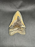 Megalodon