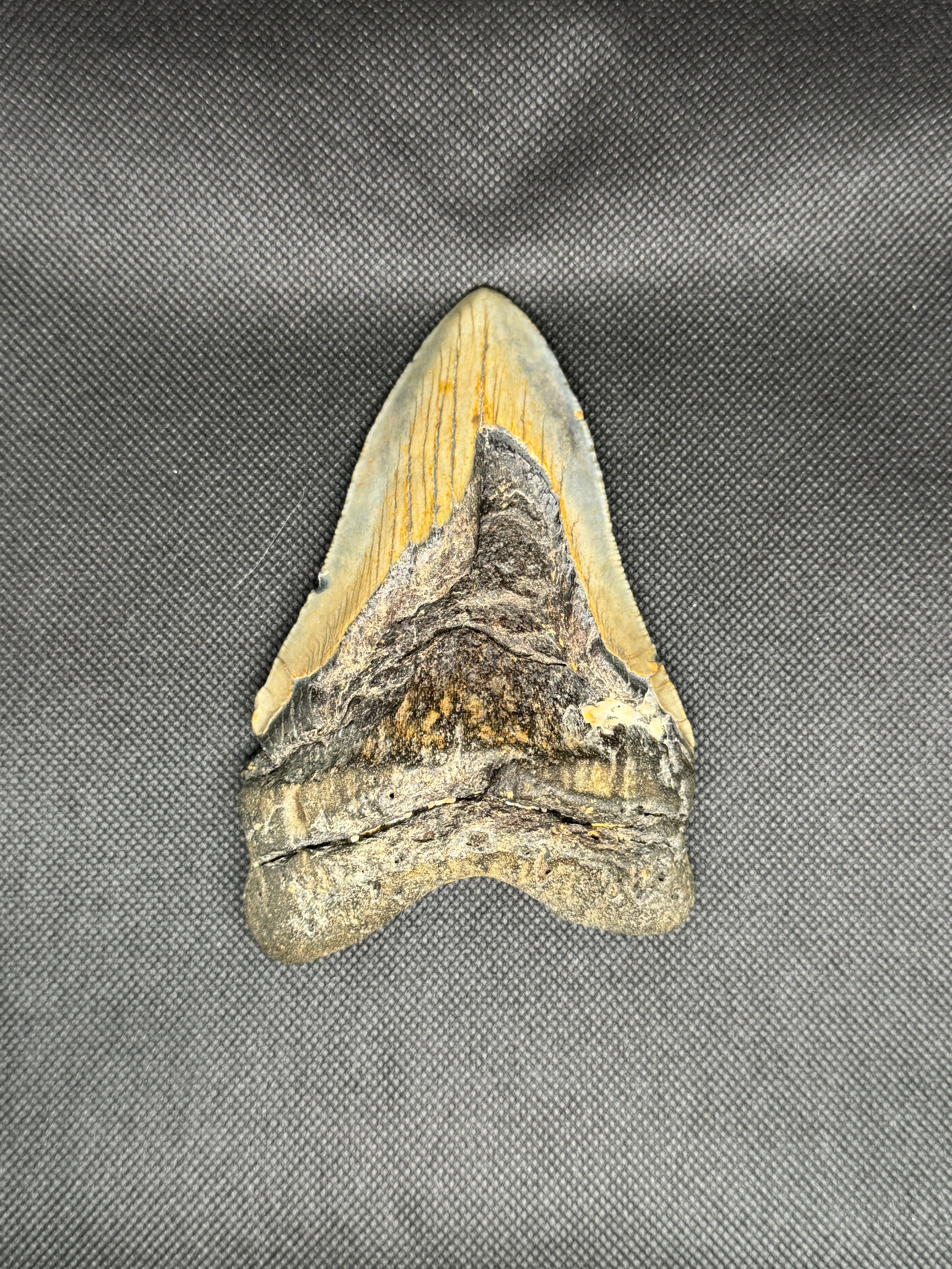 Megalodon