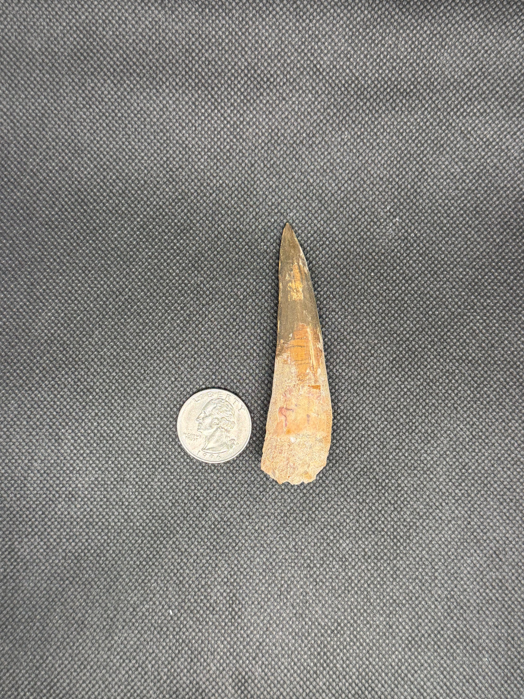 Spinosaurus Maroccanus