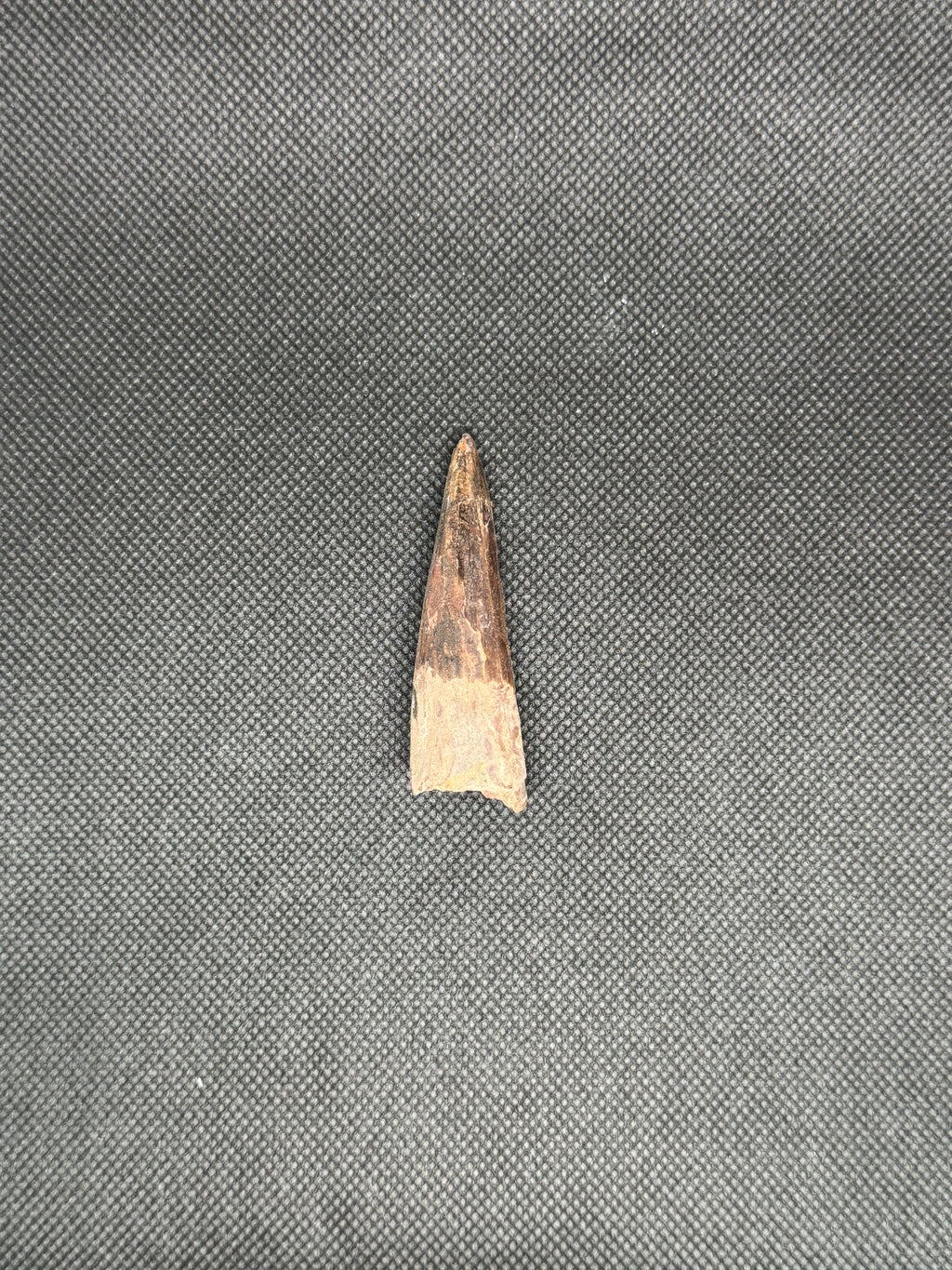 Spinosaurus Maroccanus