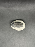 Trilobite