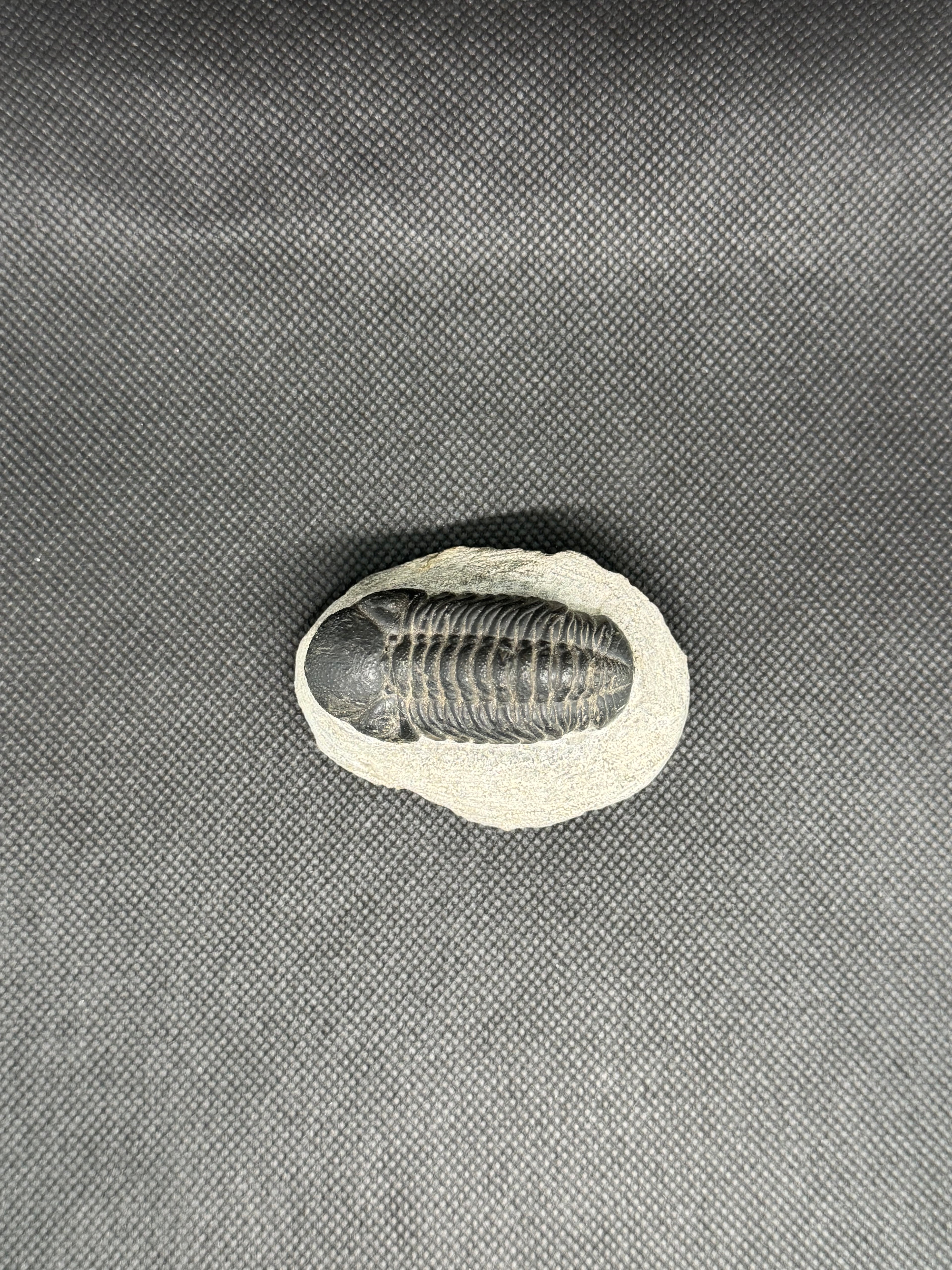 Trilobite