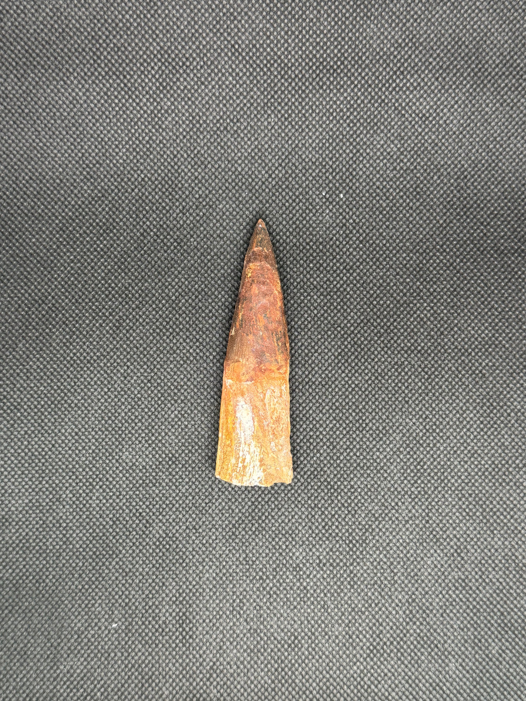 Spinosaurus Maroccanus