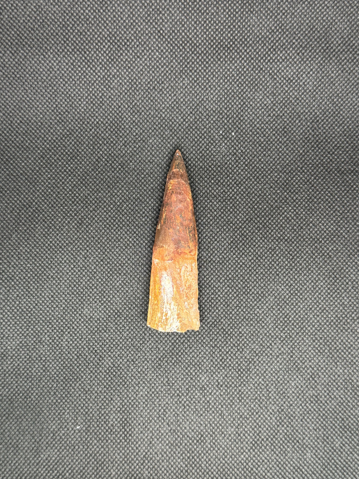 Spinosaurus Maroccanus