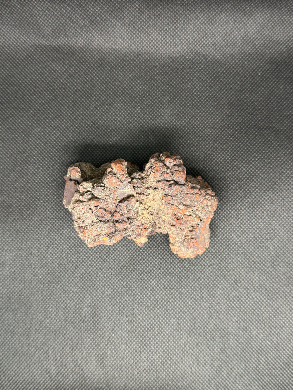 Coprolite