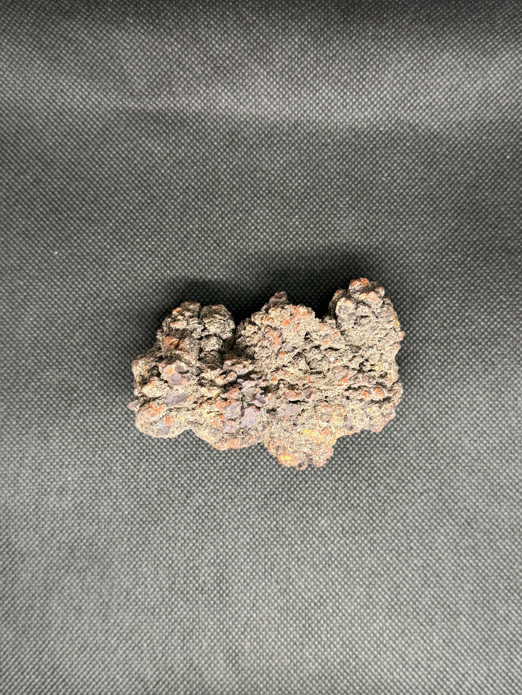 Coprolite