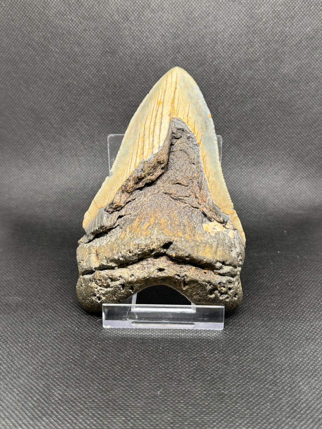 Megalodon