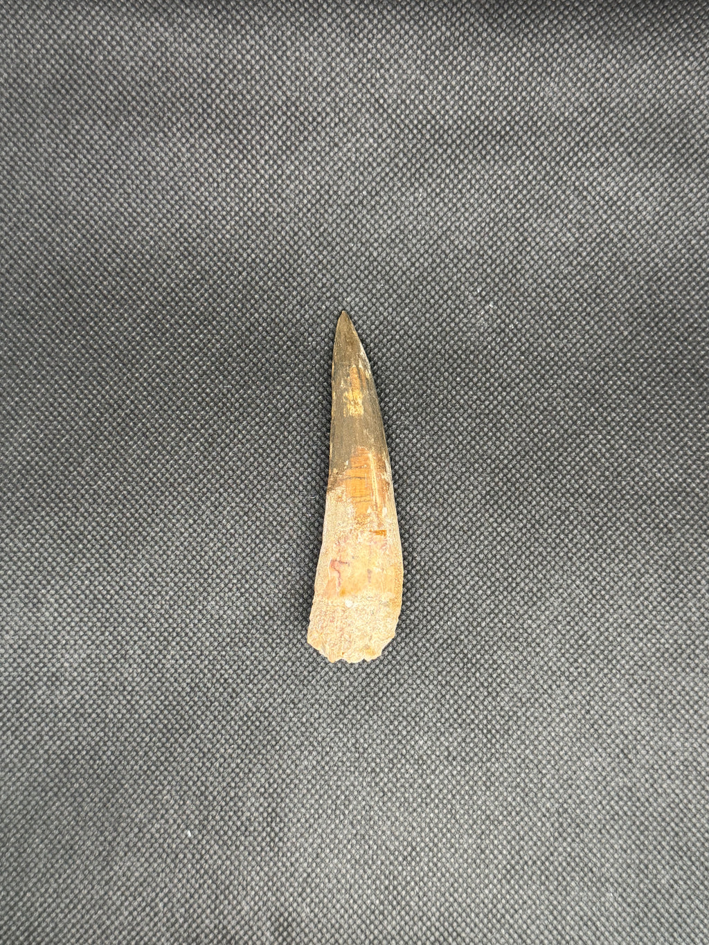 Spinosaurus Maroccanus
